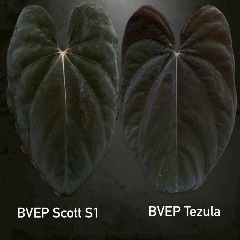 A. BVEP Scott × BVEP Tezula｜実生•アンスリウム Anthurium BVEP Scott × BVEP Tezula｜実生・アンスリウム｜観葉植物