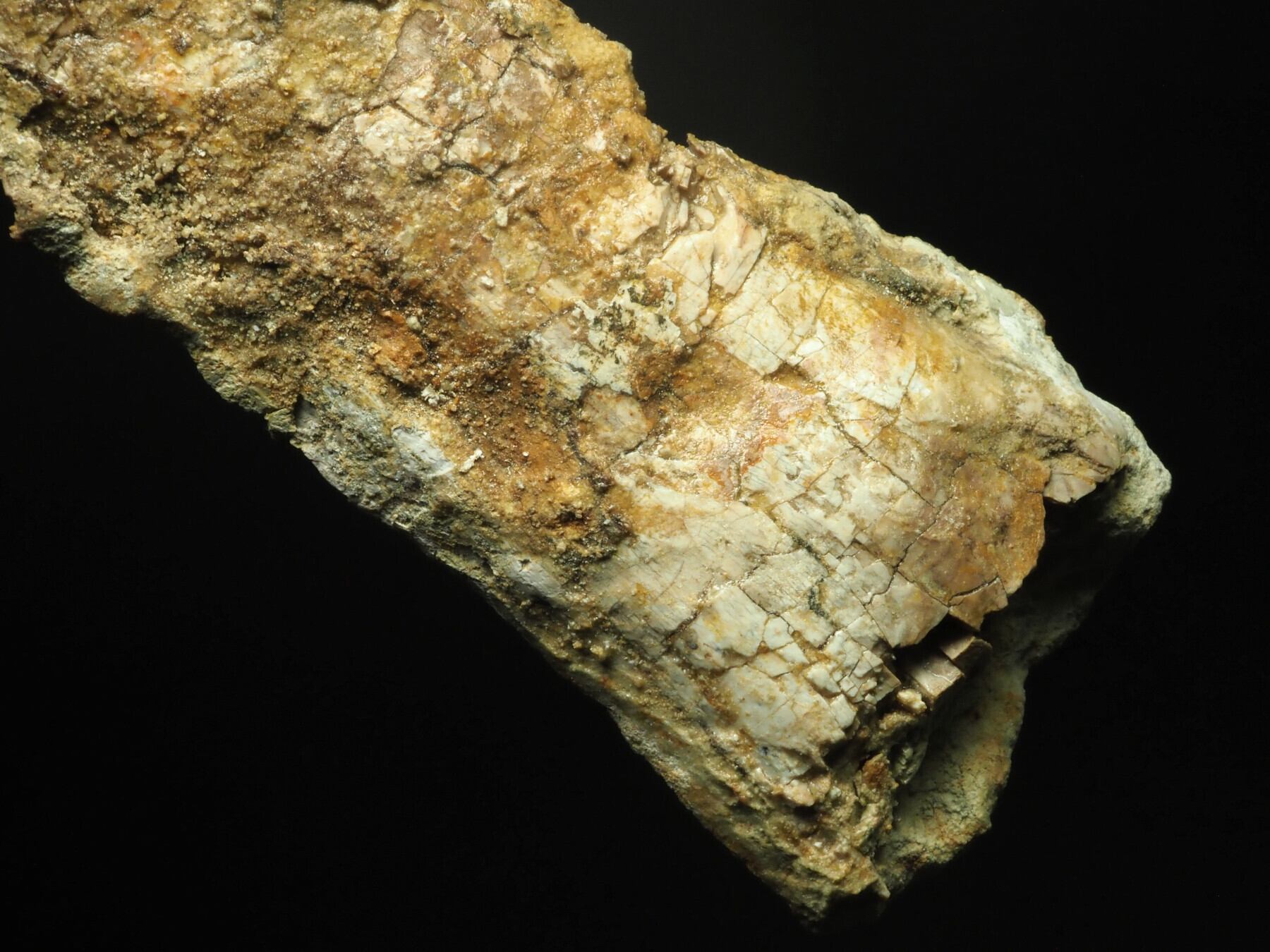 新産地！ジュラ紀？カルカロドントサウルスの歯【Carcharodontosaurus
