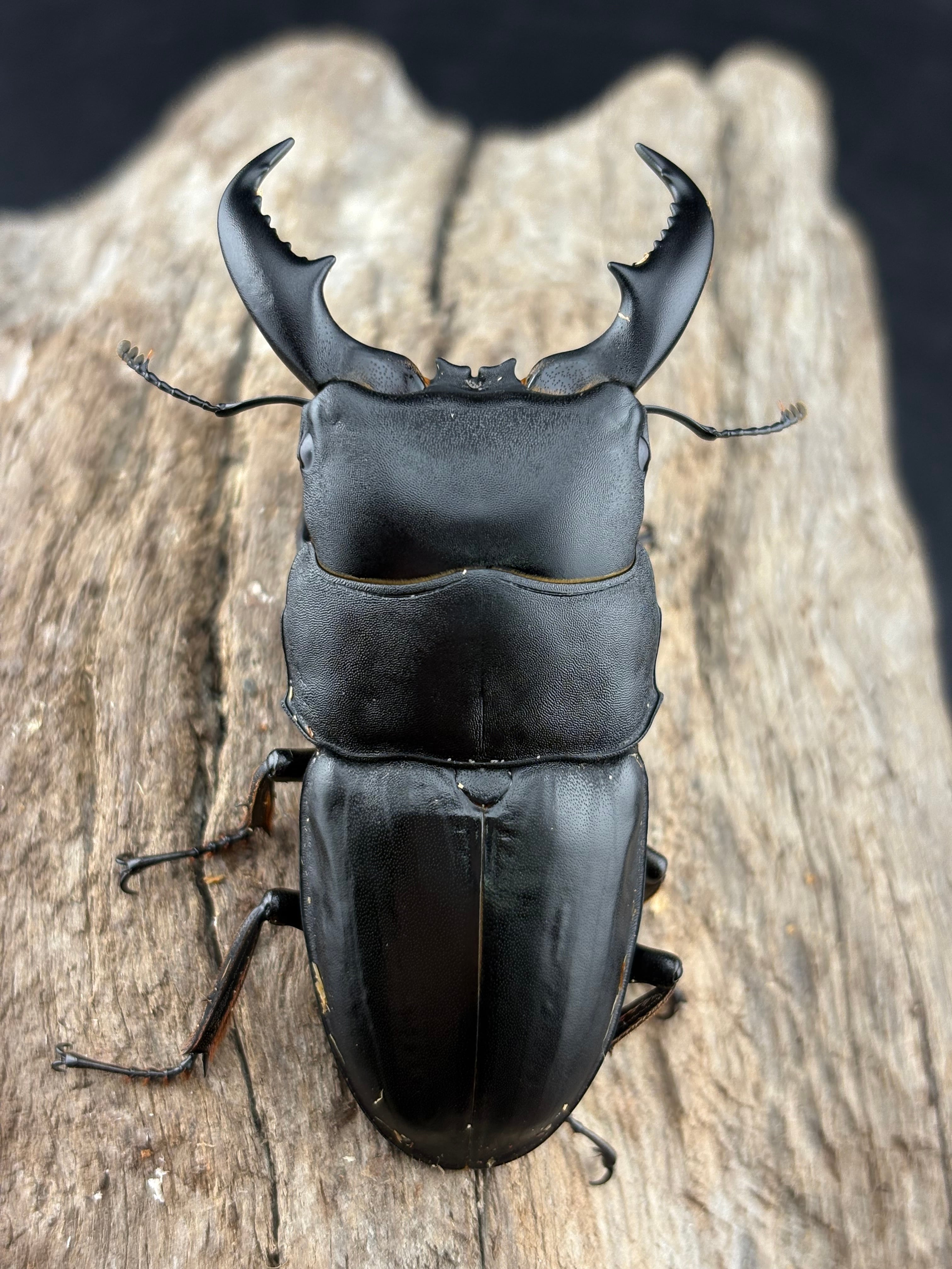 クワガタ 国産クワガタ生体 | KPW公式オンラインショップ