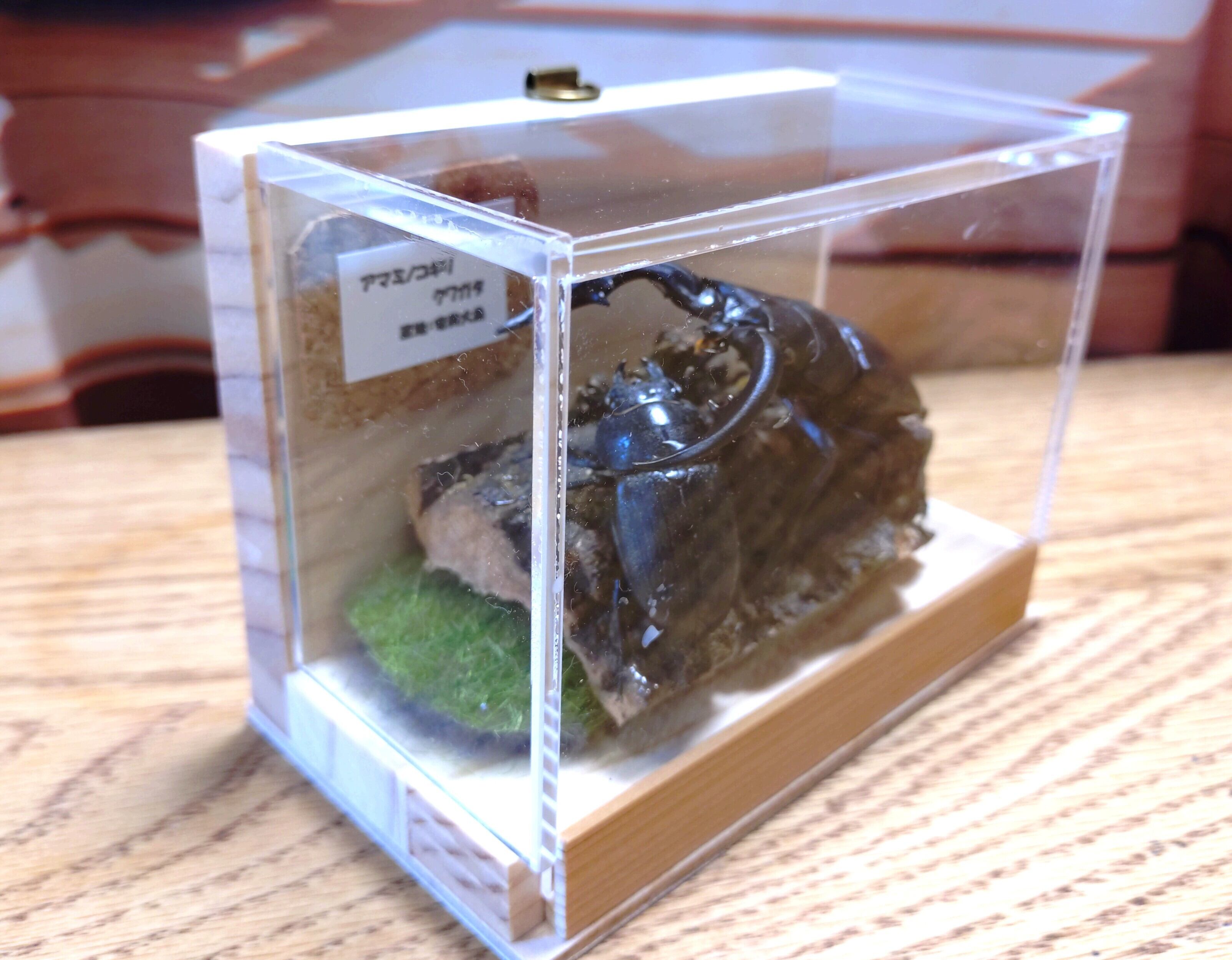 ジオラマ標本（アマミノコギリクワガタ） | のこのこLAB