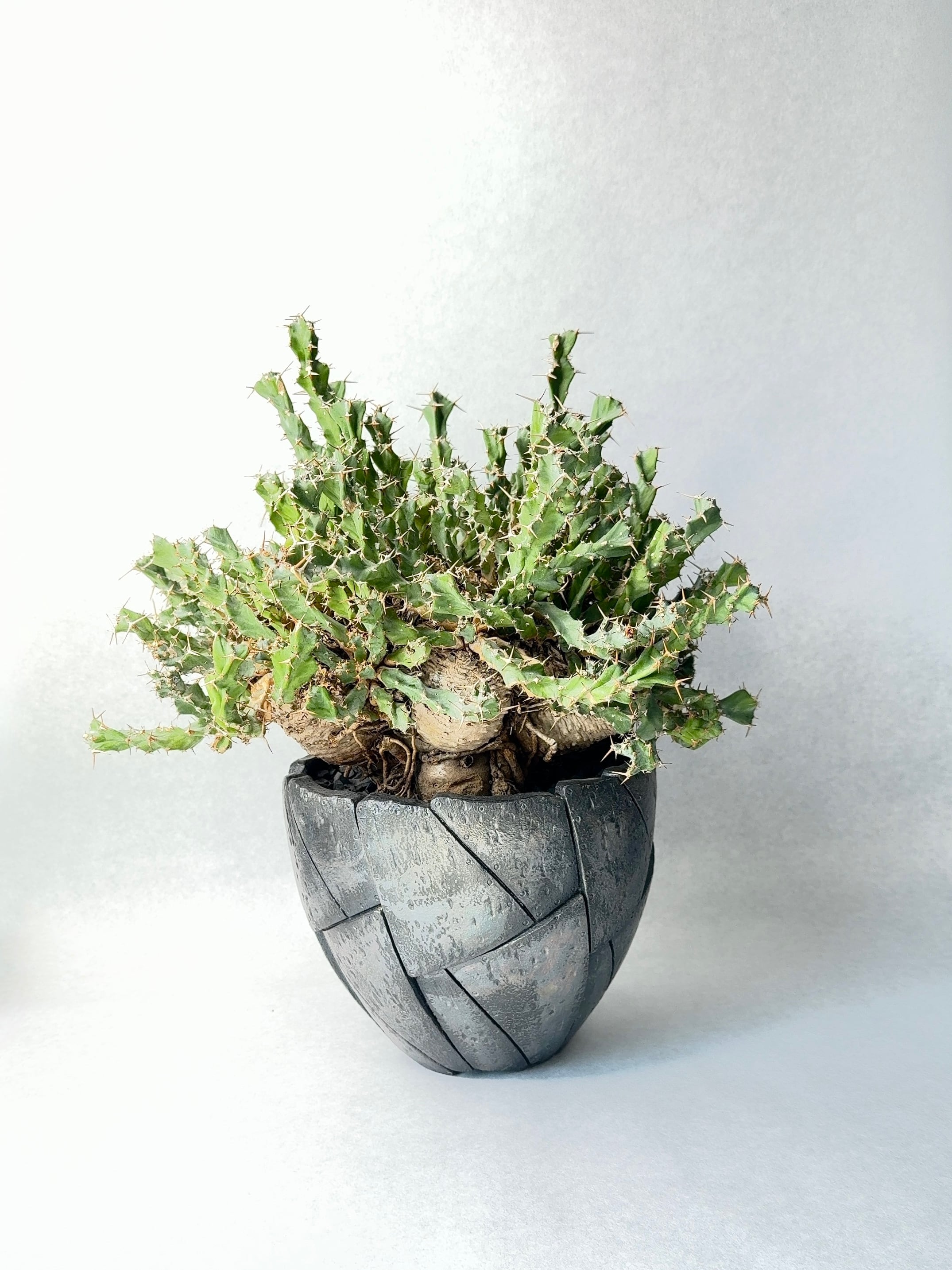 ユーフォルビア・クラビゲラ | trigger