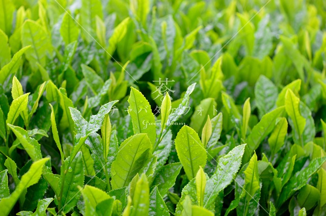 330 霧雨の初夏の茶畑