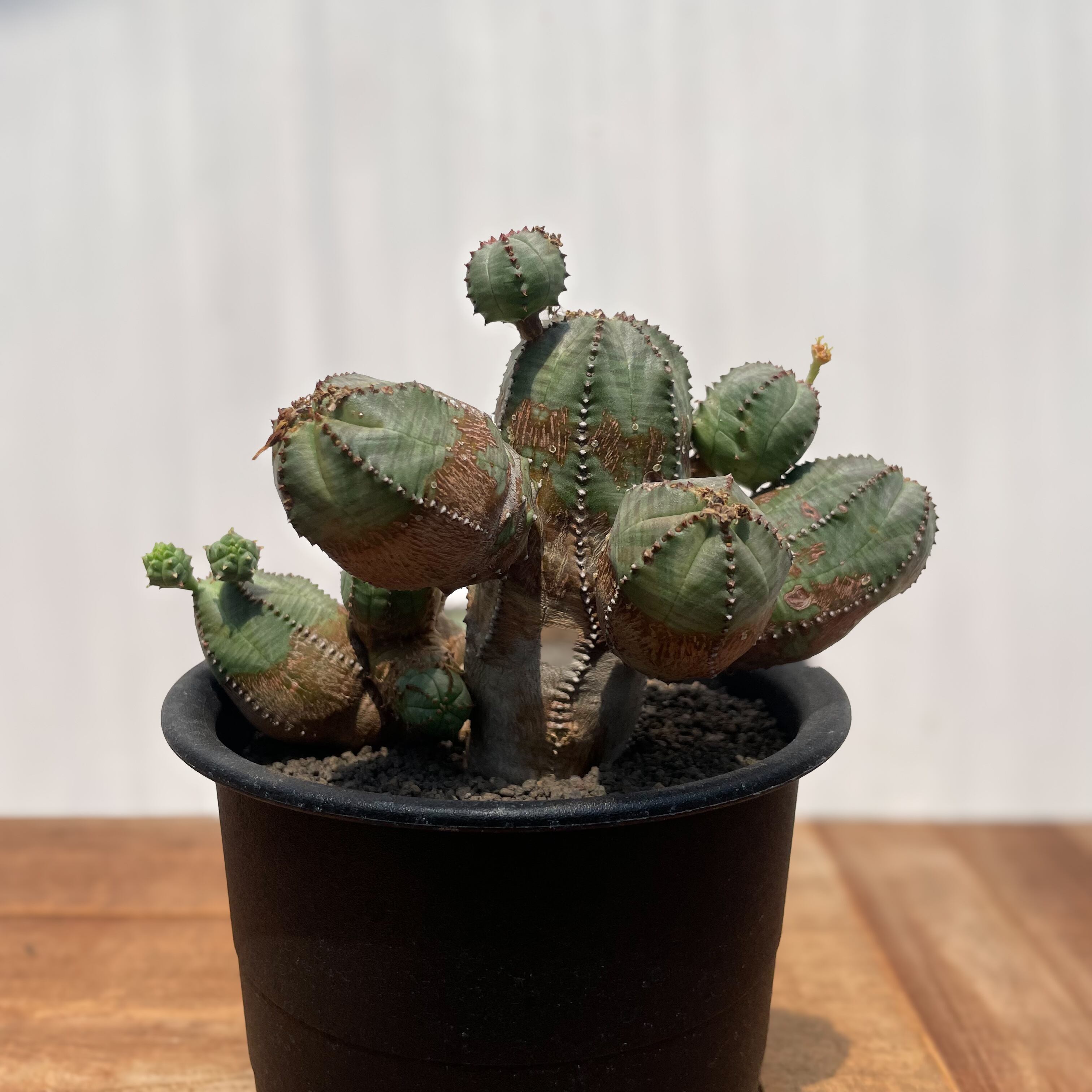 Euphorbia Obesablow【ユーフォルビア・オベサブロウ】 | RIMO'S GREEN