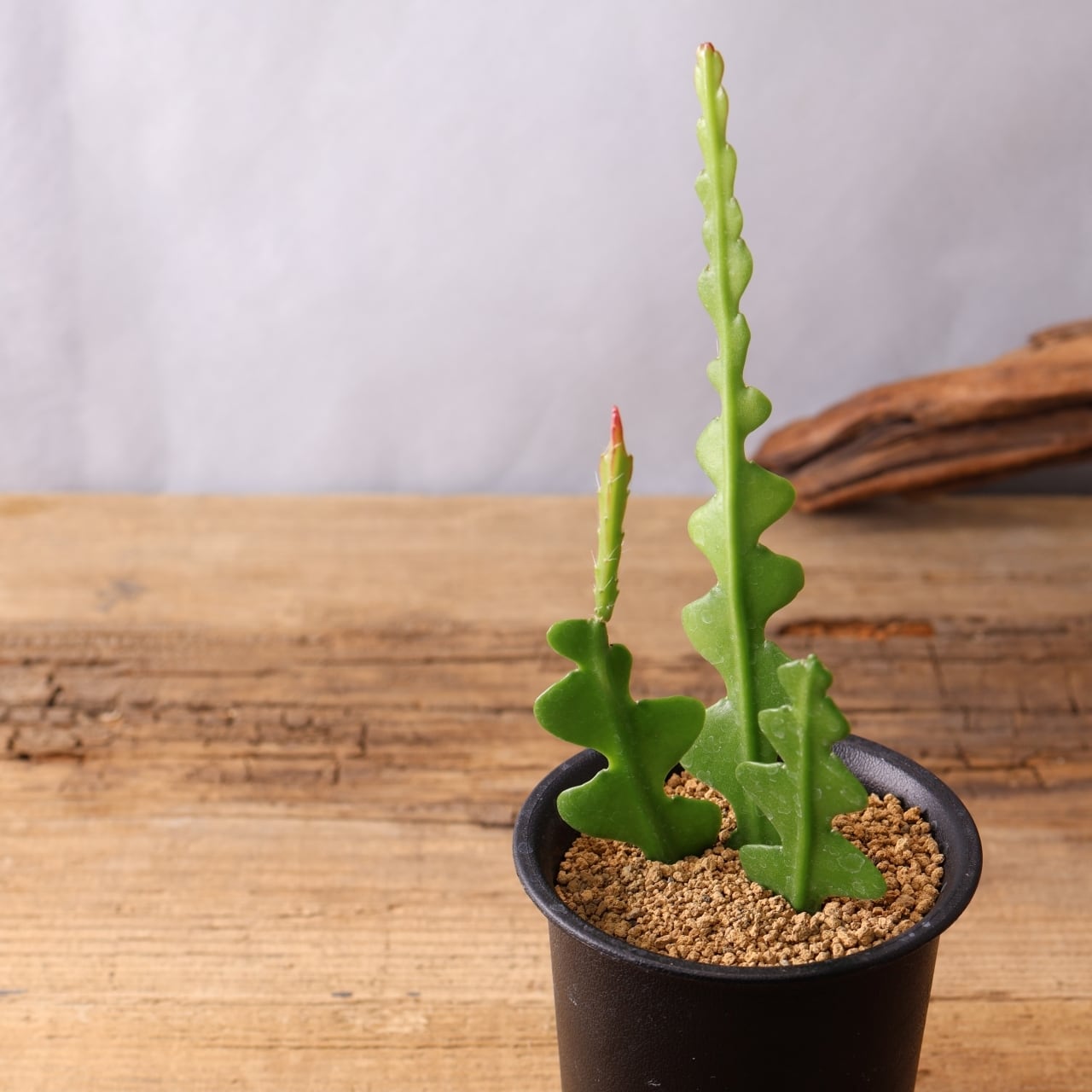 341 夜に咲く甘い花『フィッシュボーンカクタス Epiphyllum anguliger