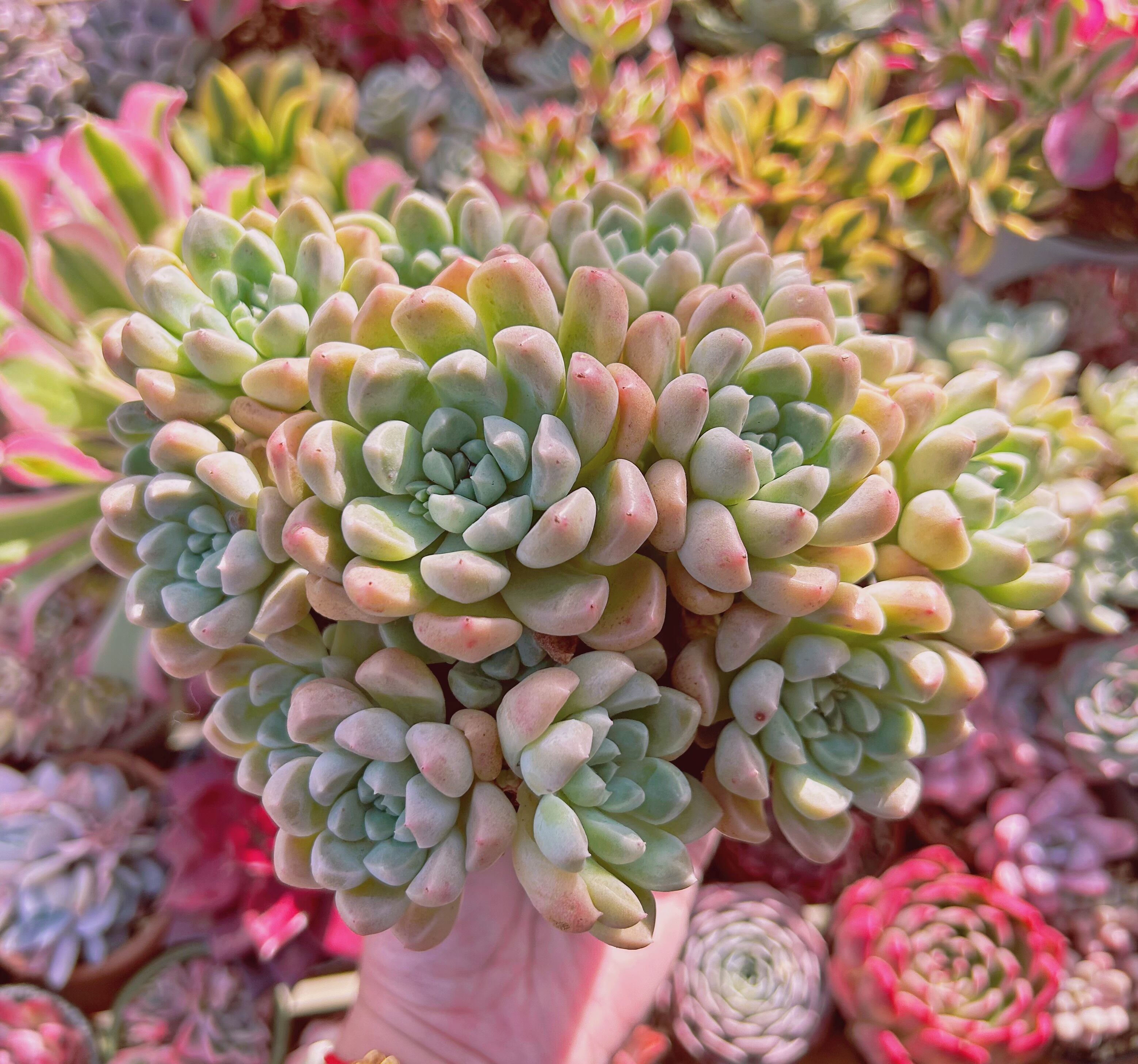 多肉植物　 ミルキーストーン　10頭以上　特特大群生　