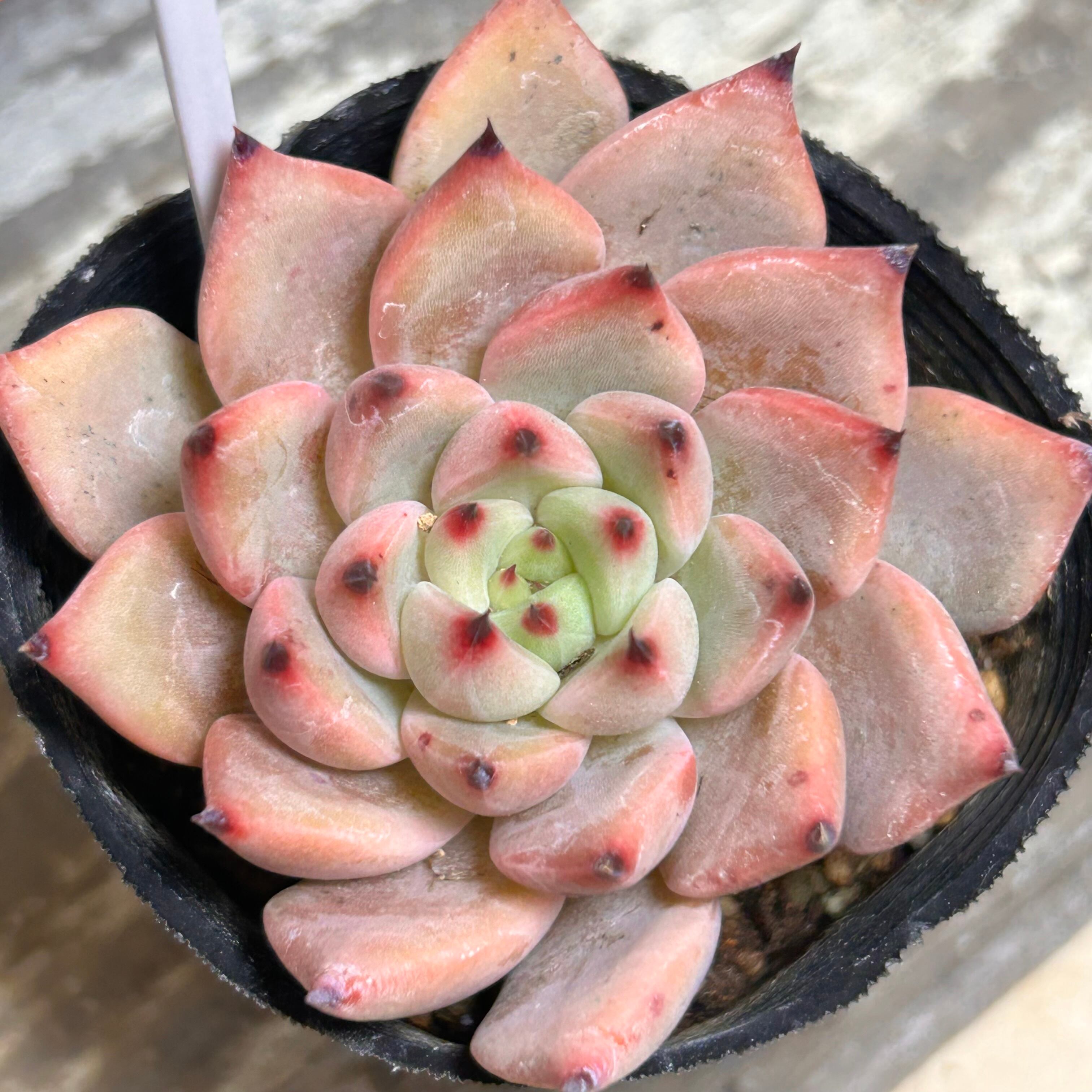 エルサシア | RuPo 多肉植物専門店