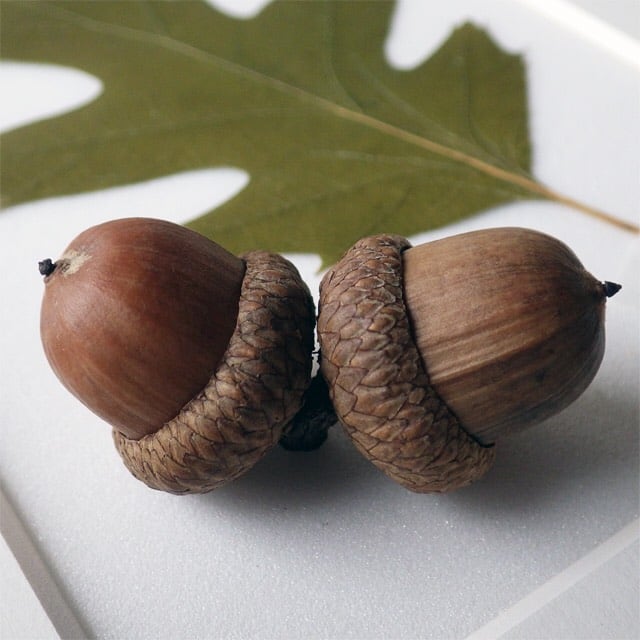 ドングリの標本函 | Natural Gallery