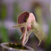 アロカシア アズラニー アルボ②│Alocasia azlanii albo│観葉植物