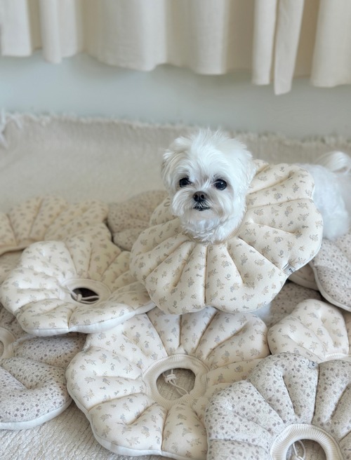 エリザベスカラー　－　(VANILLA)