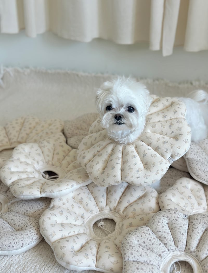 エリザベスカラー - (VANILLA)