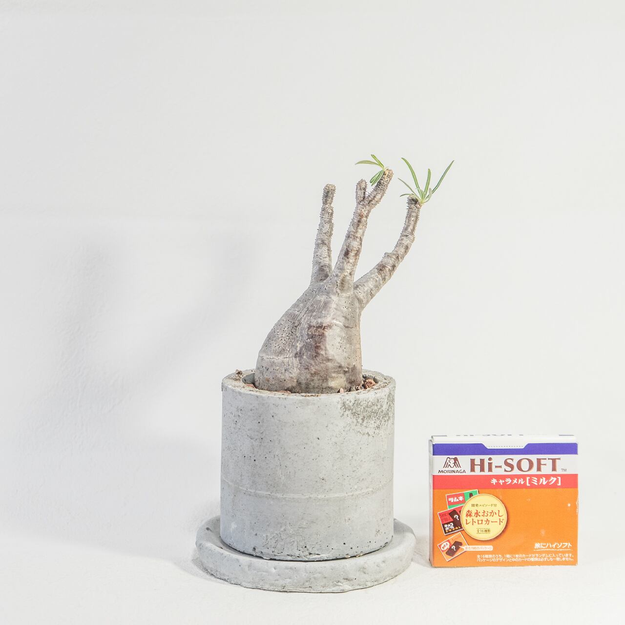 パキポディウム・グラキリス コンパクトな20cm胴の可愛らしい発根株【モルタル鉢】