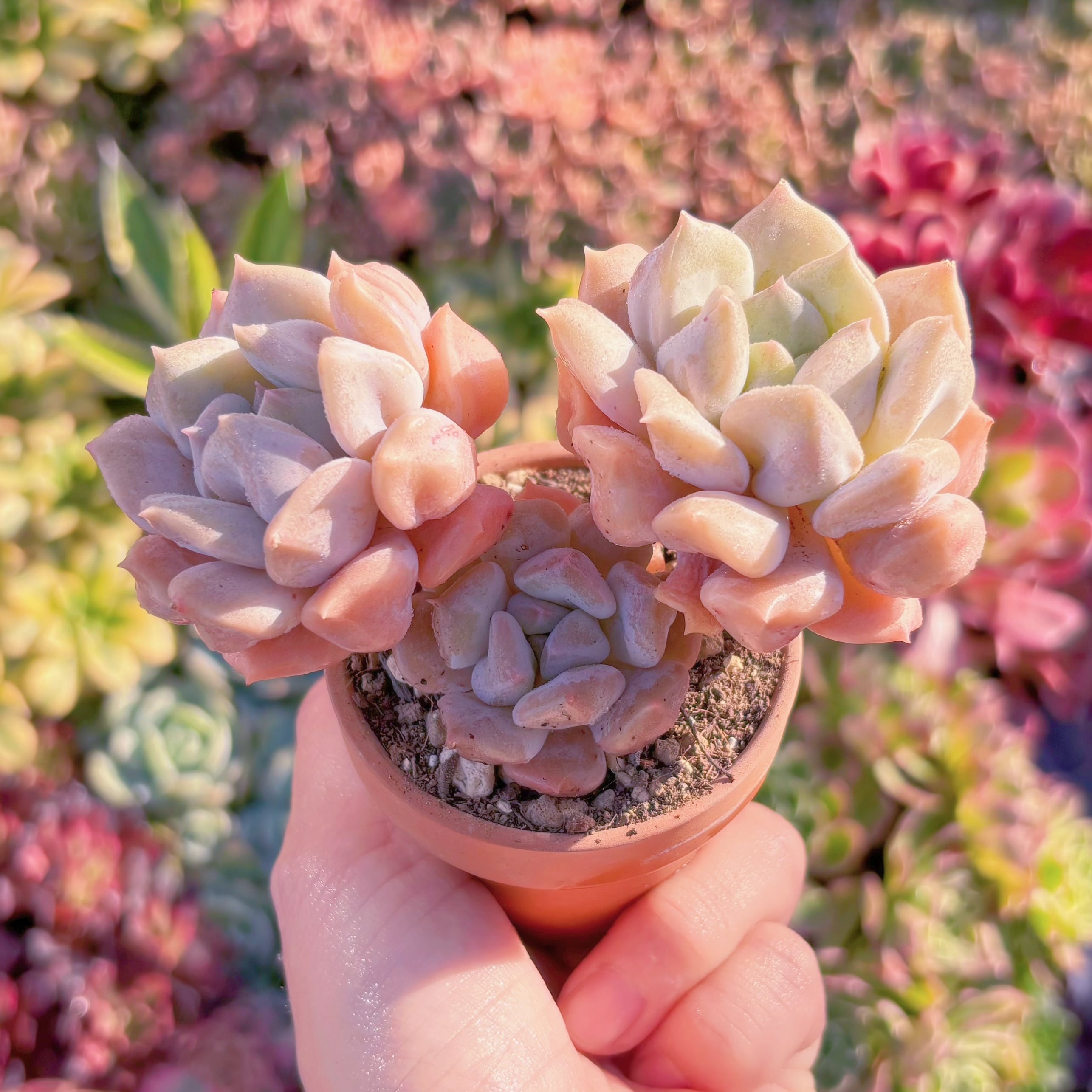 多肉植物　ミルキーウェーブ　群生　新入荷　るる農園