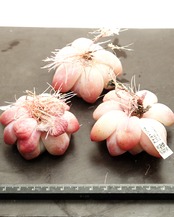 【NEW-STANDARD】水耕栽培苗 アイスドリーム Echeveria 'Ice Dream'