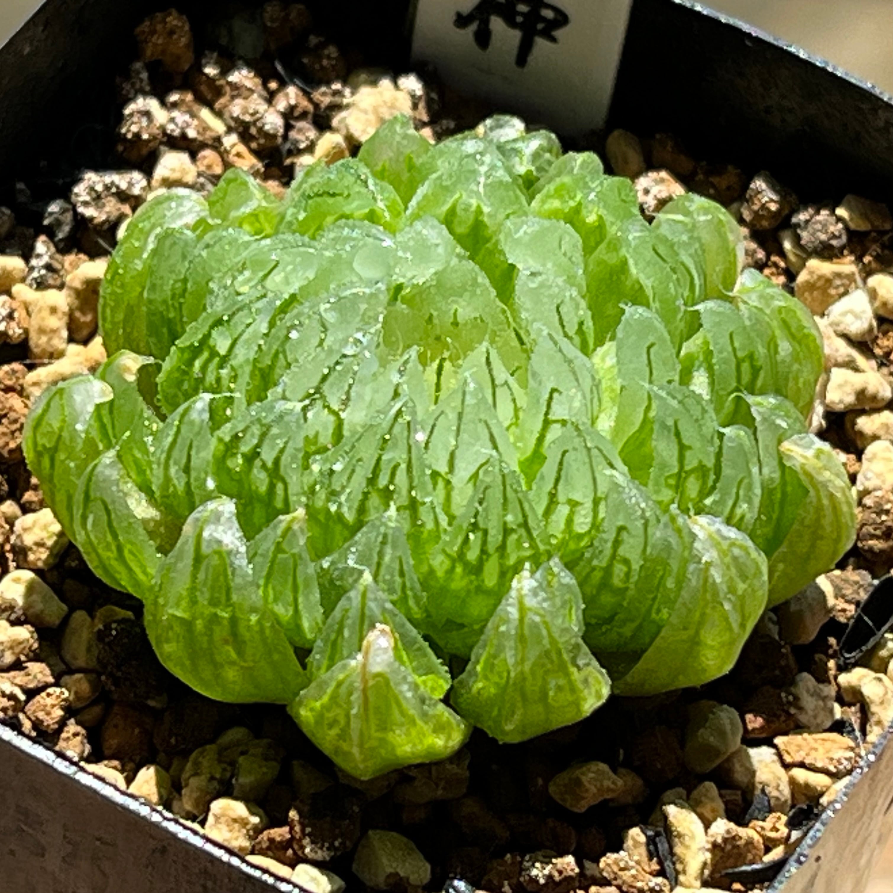 ハオルチア 紫王 オブツーサ錦 | mocono_plants