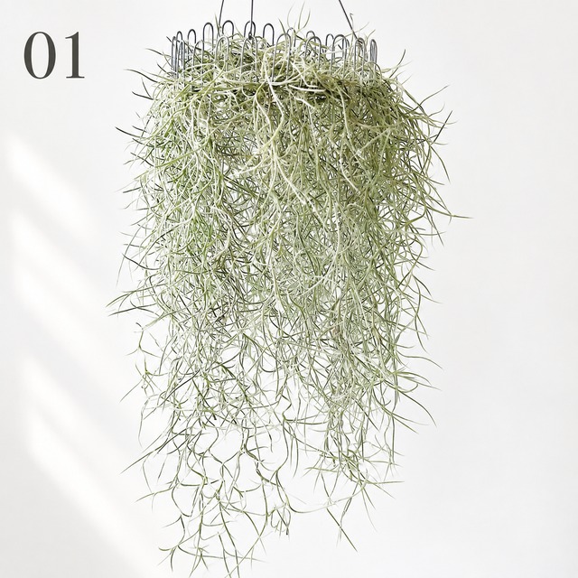 チランジア ウスネオイデス スパニッシュモス ループハンガー 観葉植物 calm cafe