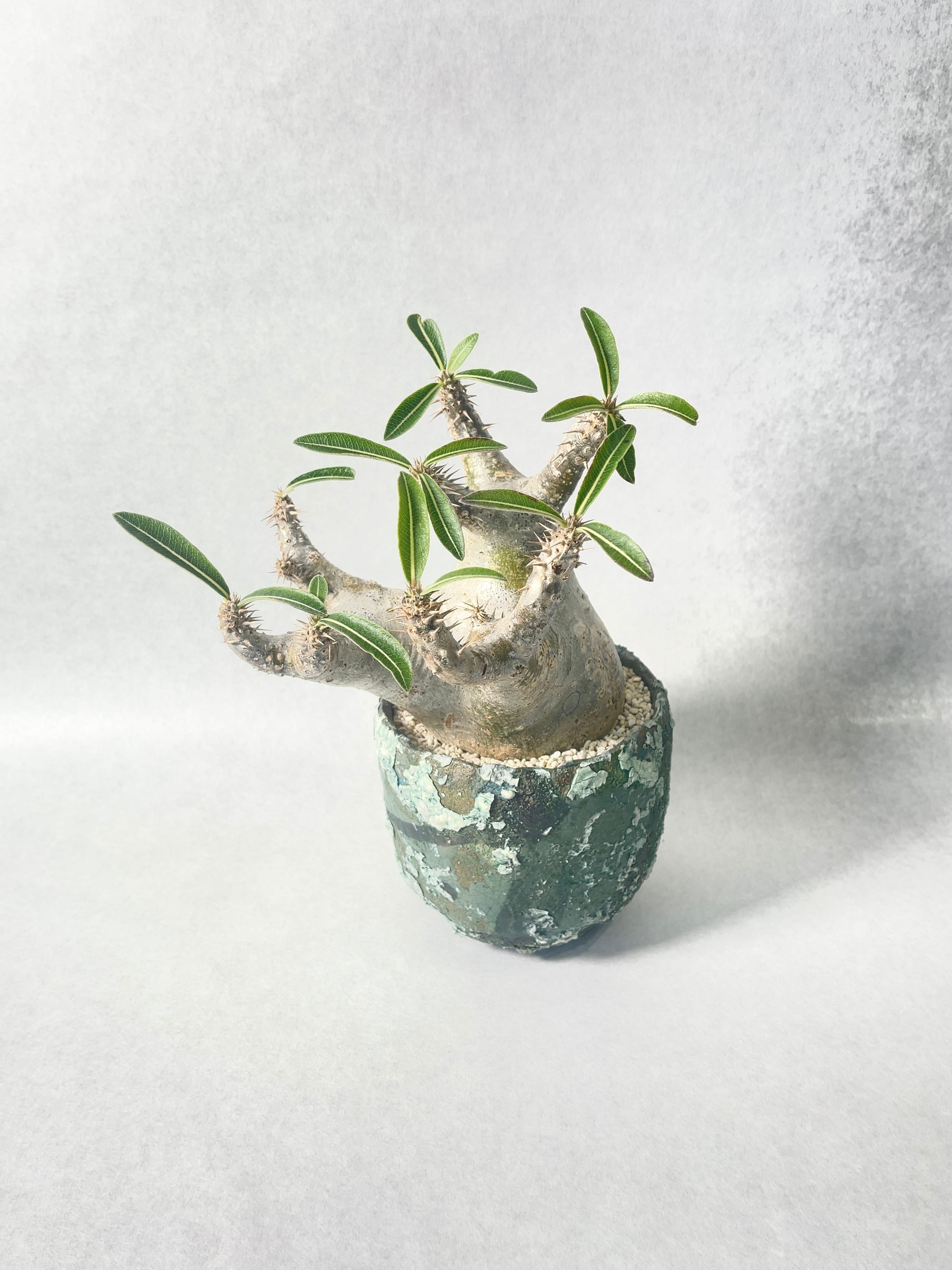 パキポディウム・ホロンベンセ | trigger