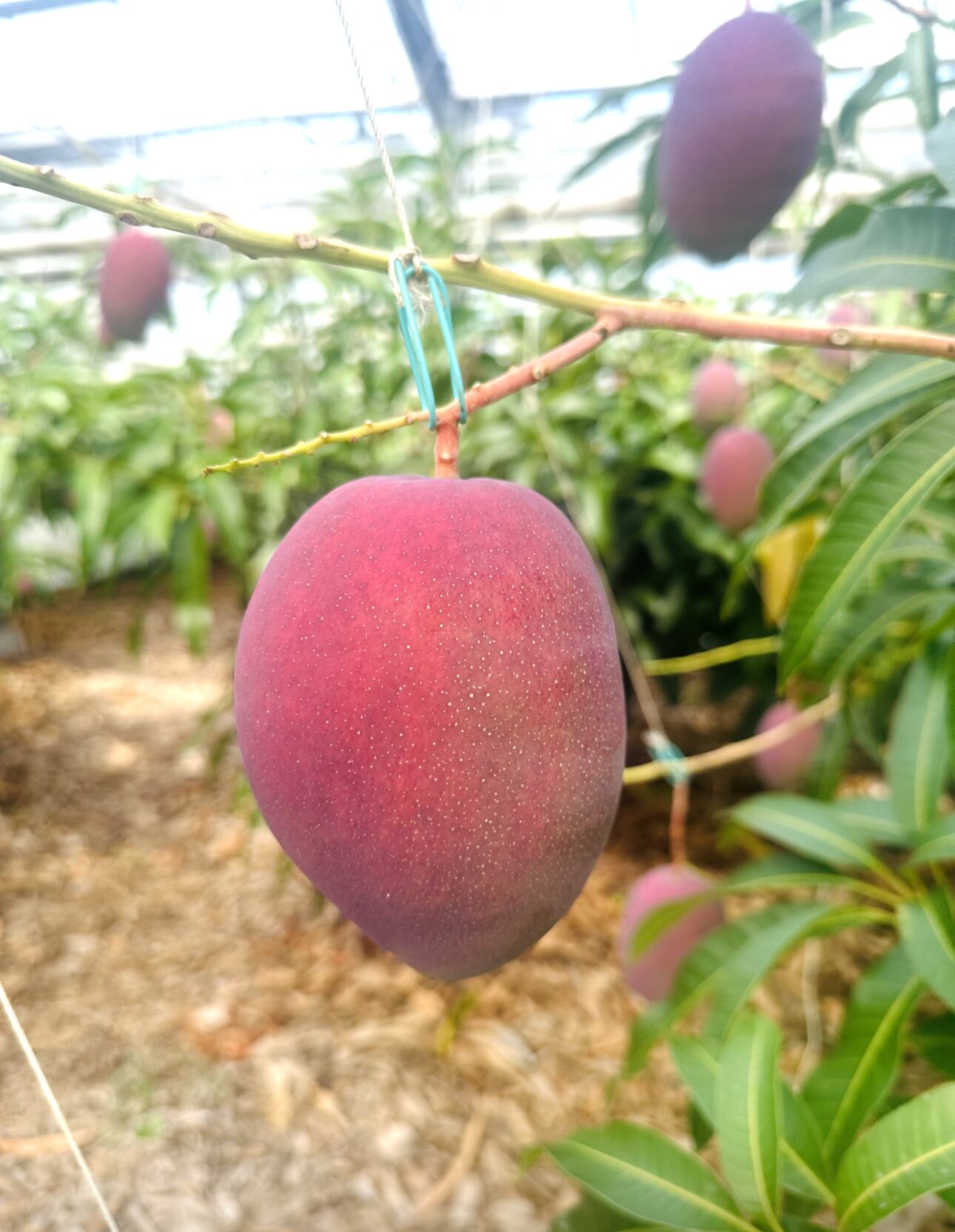 農薬不使用 訳ありマンゴー