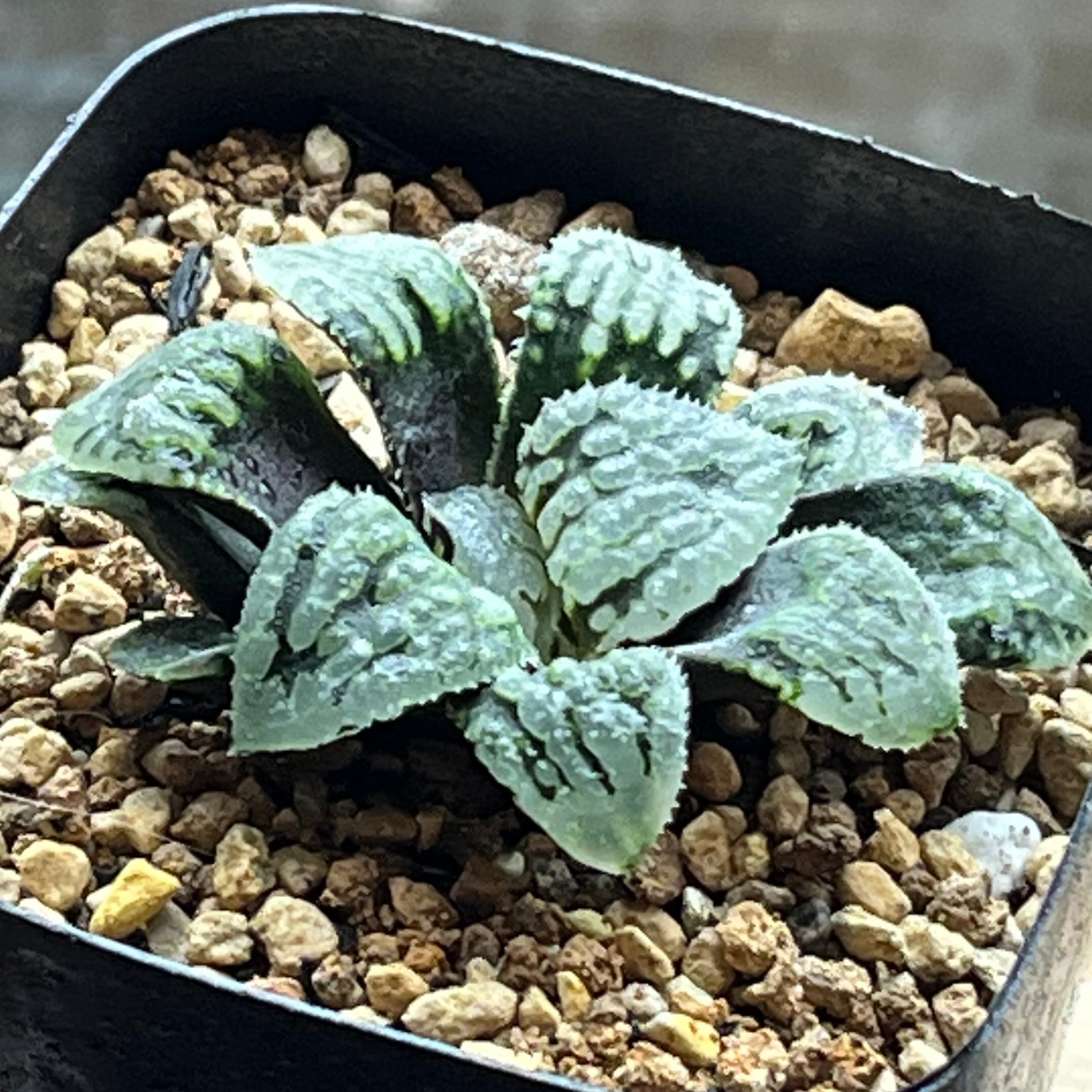 ハオルチア 氷の女王② | mocono_plants