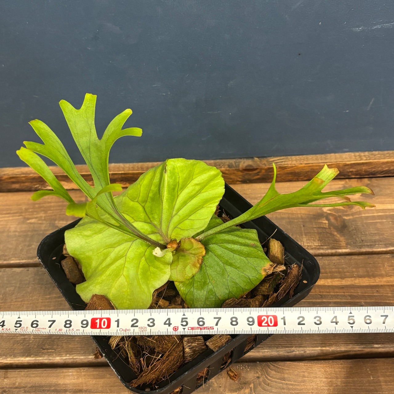 ビカクシダ　リドレイ優良実生　P.ridleyi Sebangau Kuala, Borneo【791】