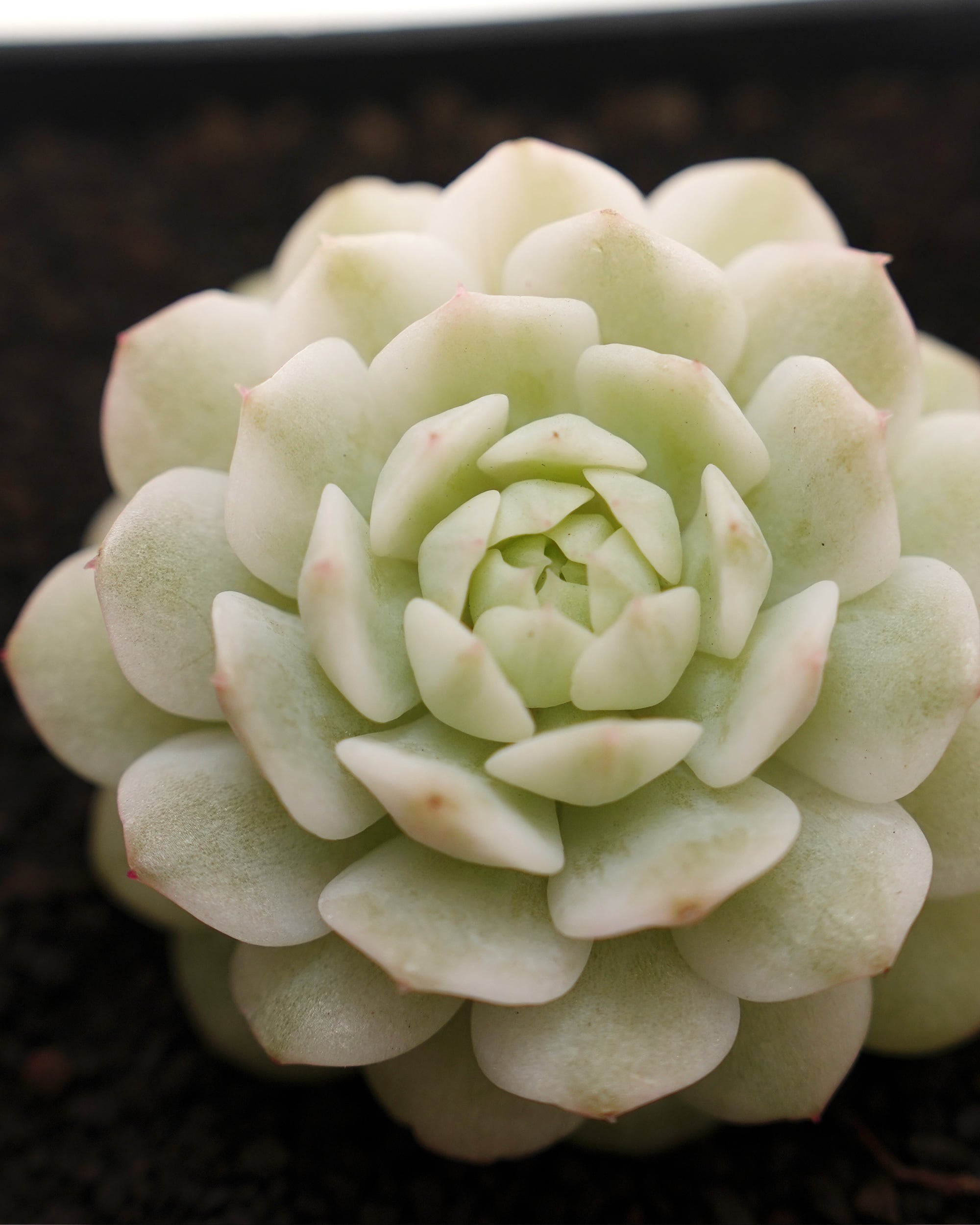 カット苗 静夜錦 Echeveria derenbergii f.variegata | PUKUBOOK