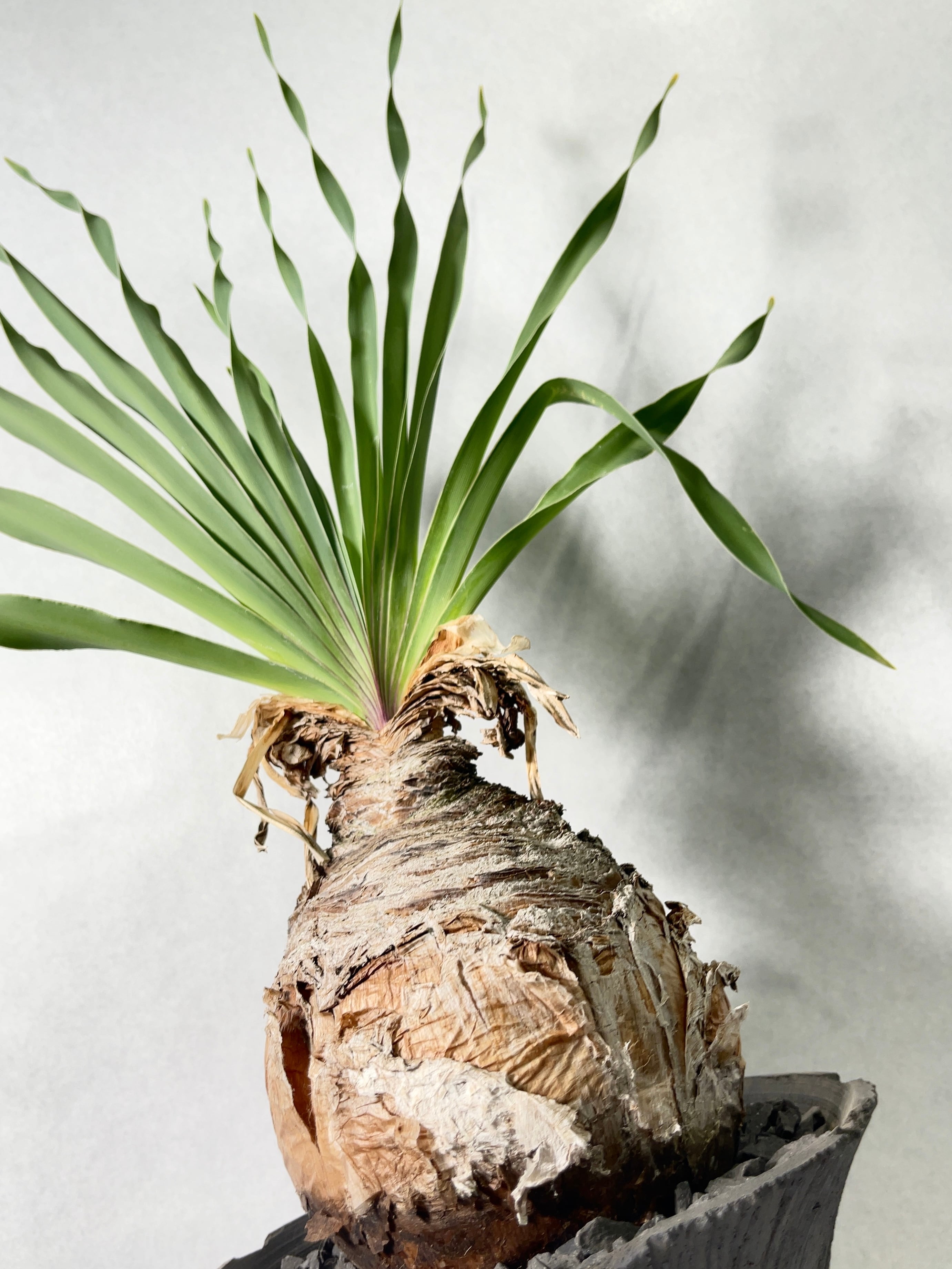 ブーファン・ディスティチャ | trigger