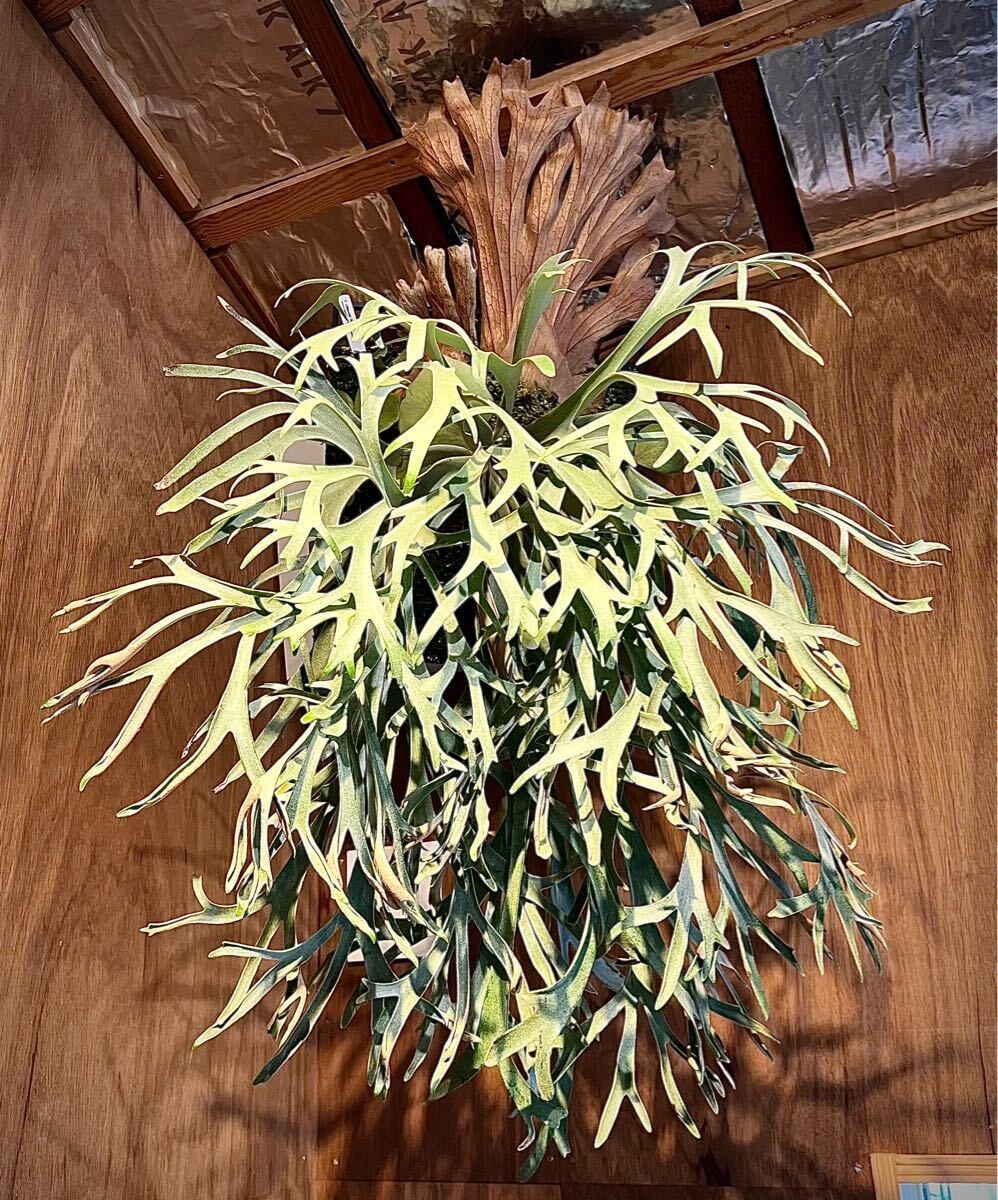 Platycerium_ビカクシダ | vandaka plants