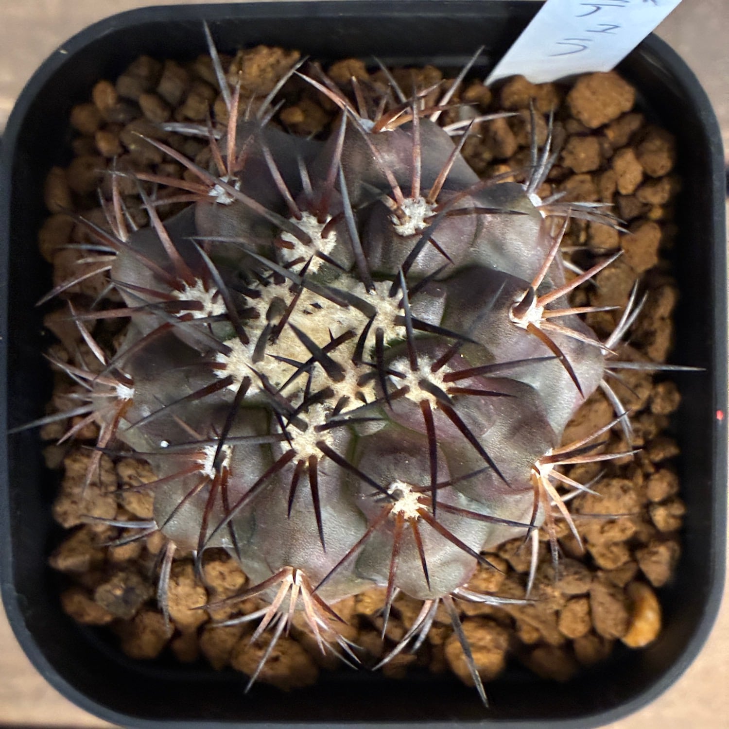 Copiapoa】サボテン コピアポア デュラ 銅羅丸実生【317】 | PROTOLEAF