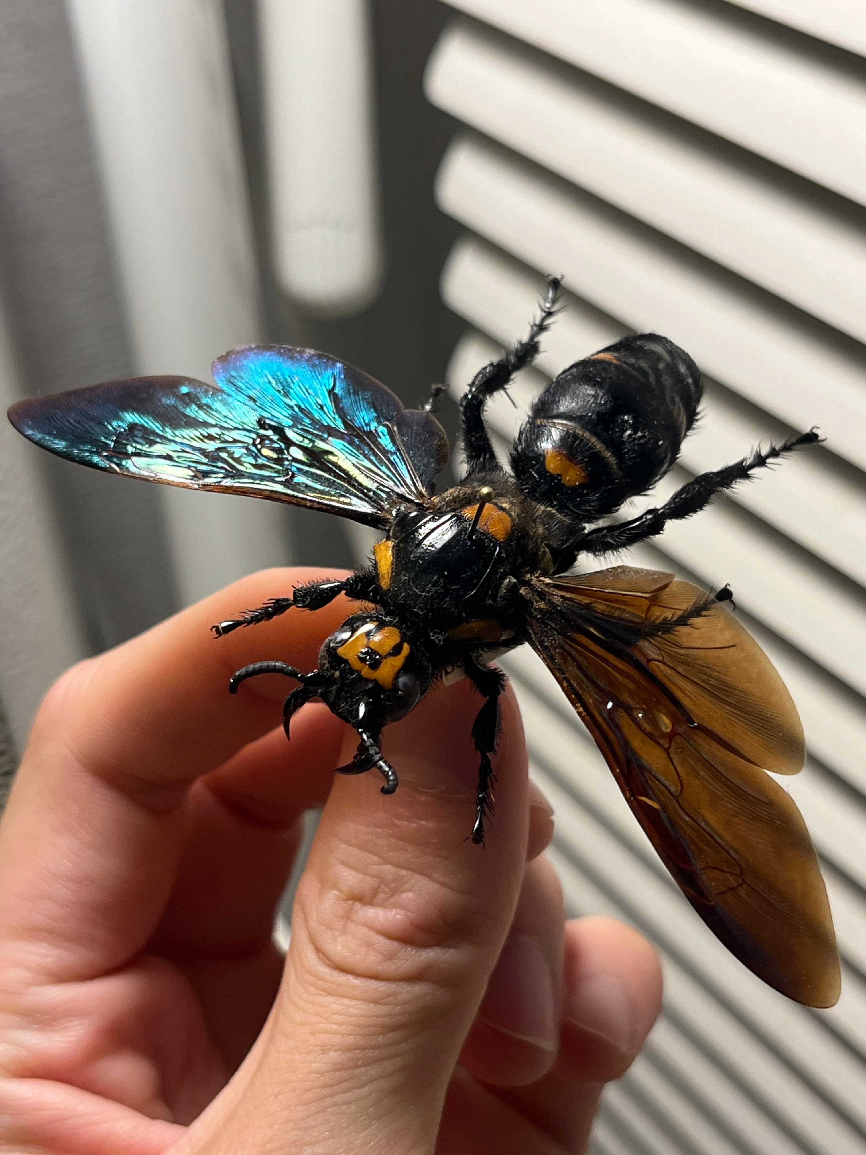 雀蜂最大級】ツチバチ60mm Megascoliaハチトンボゼミセミ蝉カゲロウ