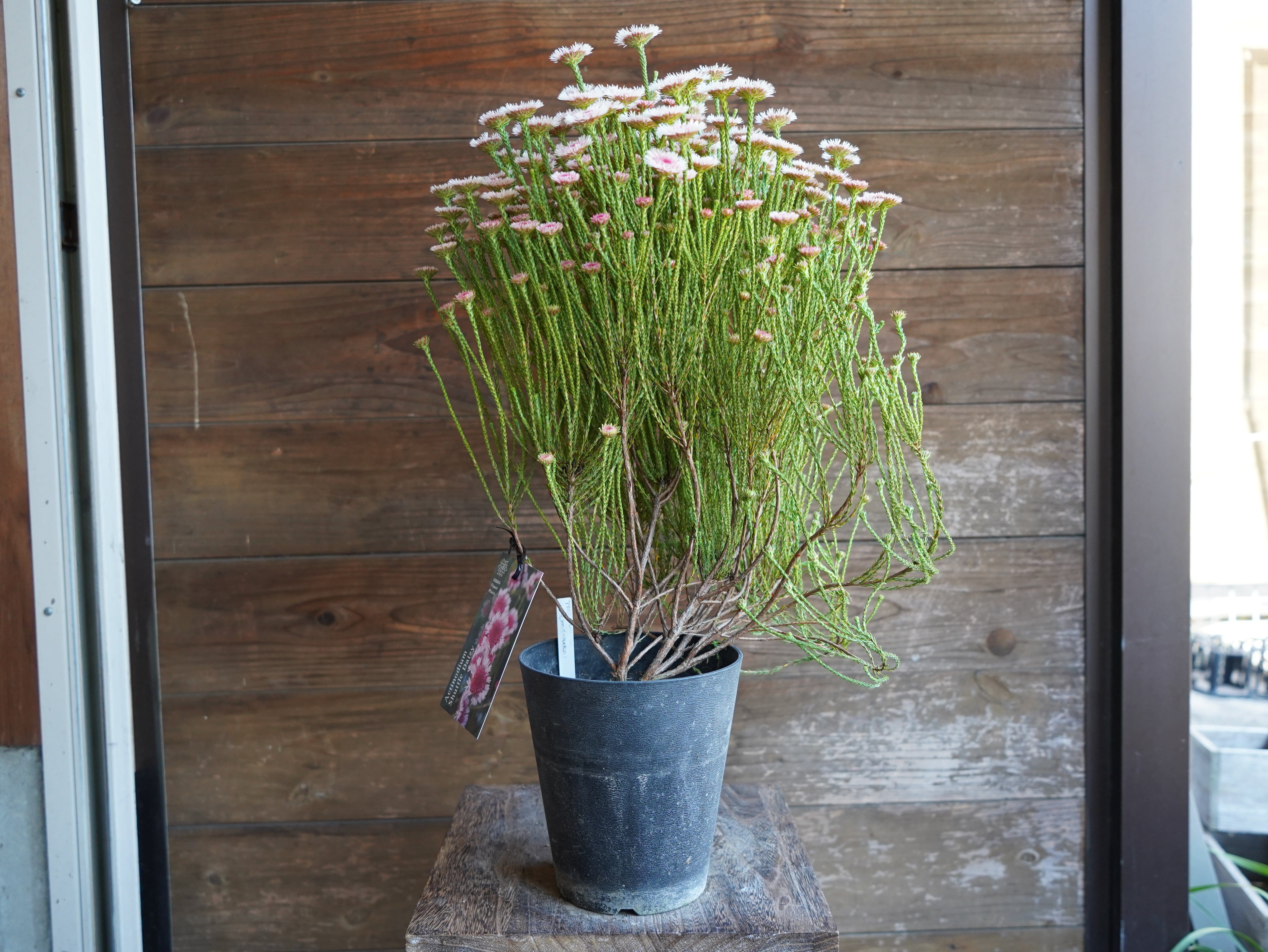 【現物】アクチノジウム　”シャトルデイジー”　B