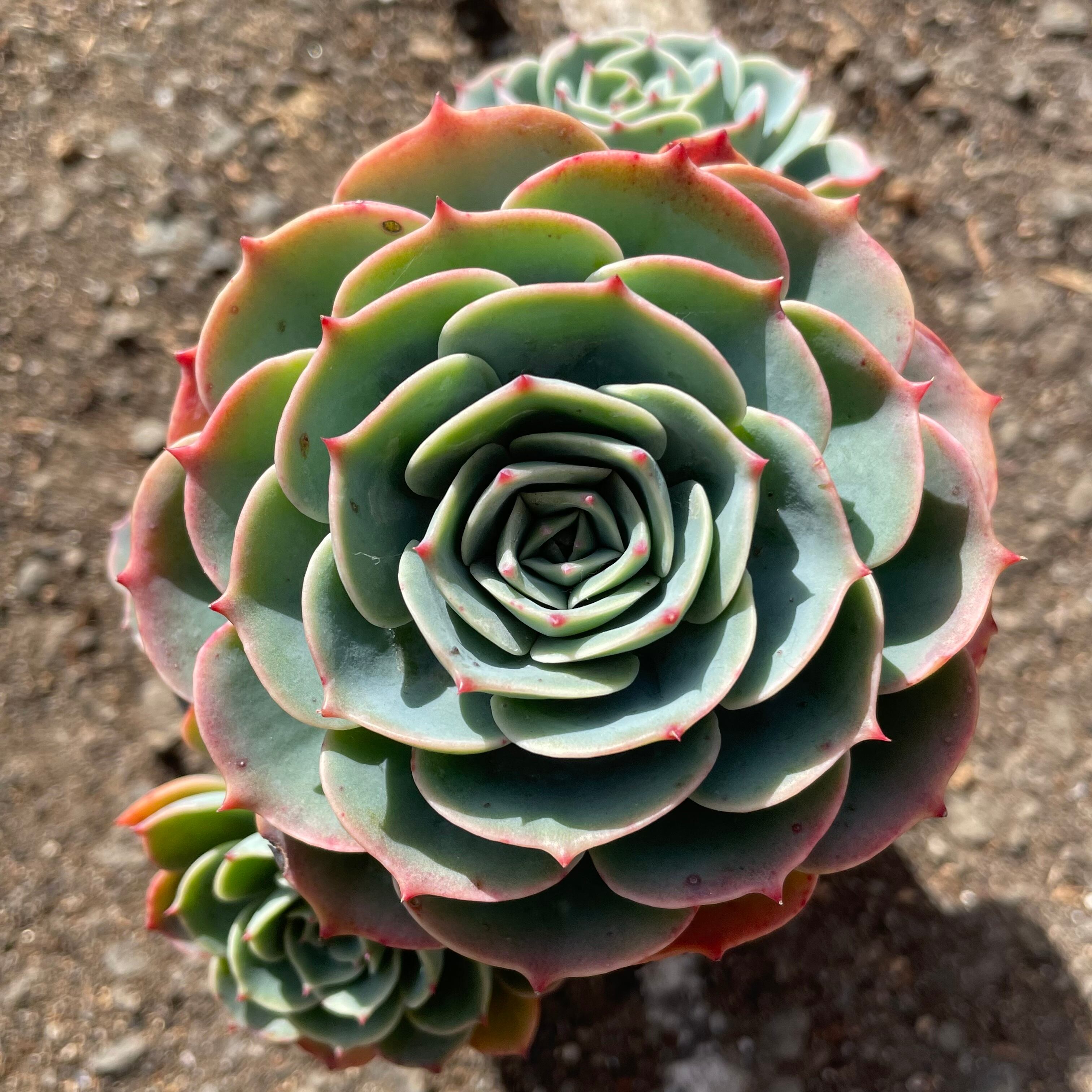 F)七福神(子株付き)群生 | RuPo 多肉植物専門店
