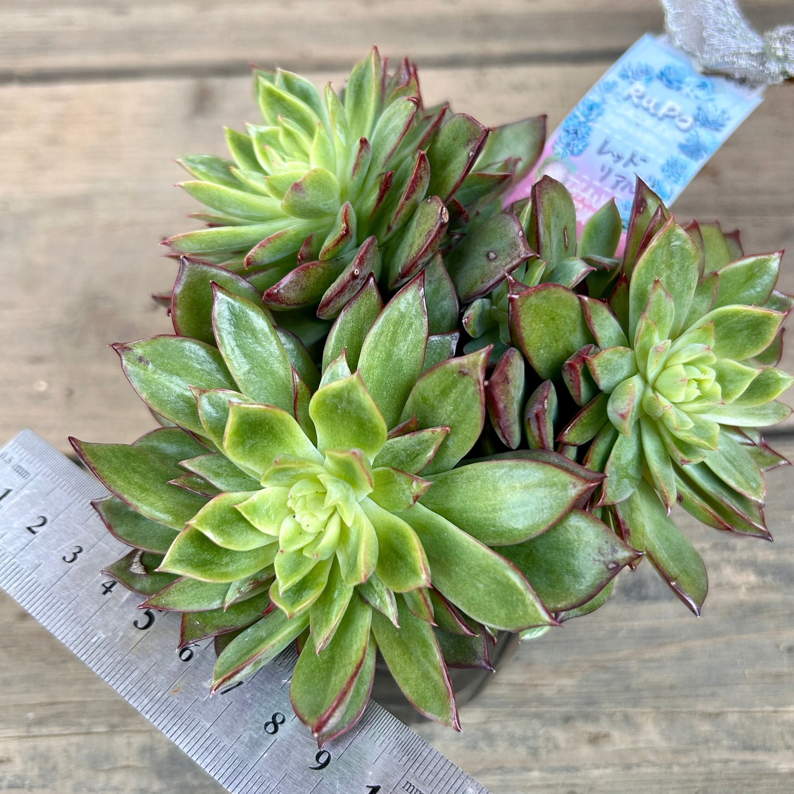 多肉植物 緑と赤のロゼット群生*5 多肉植物 緑と赤のロゼット群生*5 多肉植物 緑とピンクの