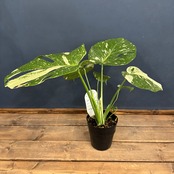 モンステラ タイコンステレーション【1002】