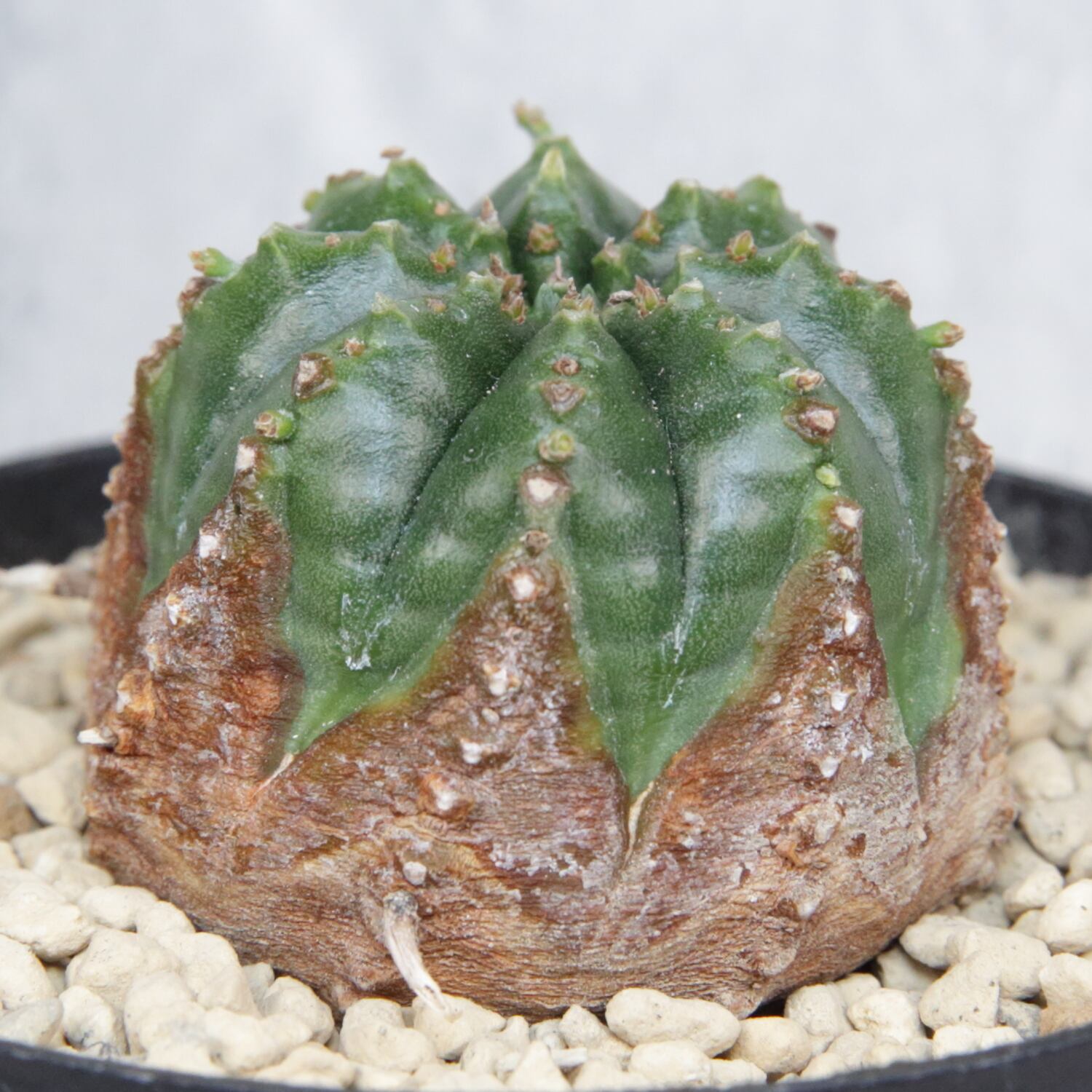 木質化 マイクロ オベサ / ユーフォルビア | LIGHTHOUSE.PLANTS - 海外