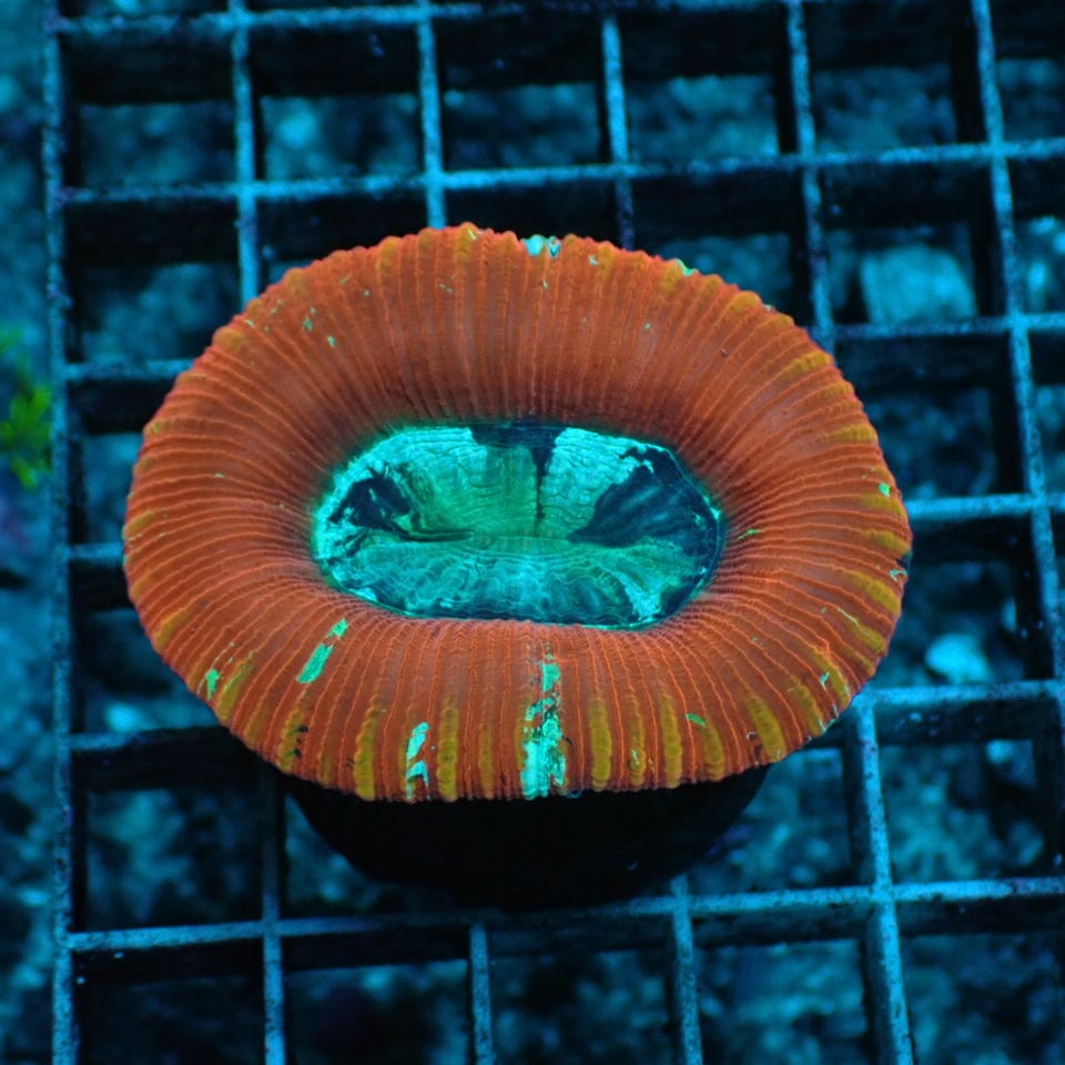 オオバナ / ブレインコーラル | HOUSE REEF(ハウスリーフ)サンゴ・海水