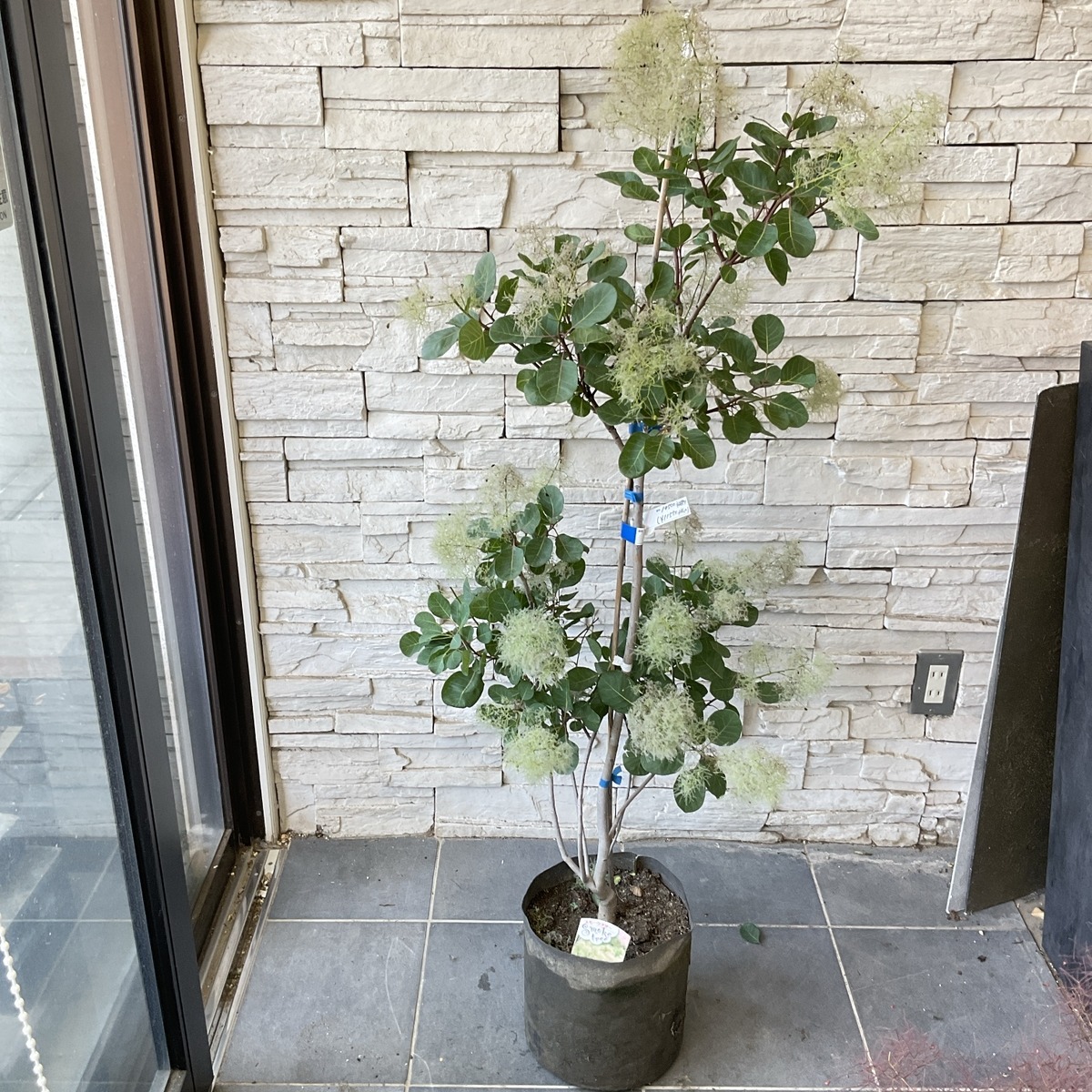送料込み】スモークツリー 白花 7寸ポット 高さ約130cm | 橋本種苗園