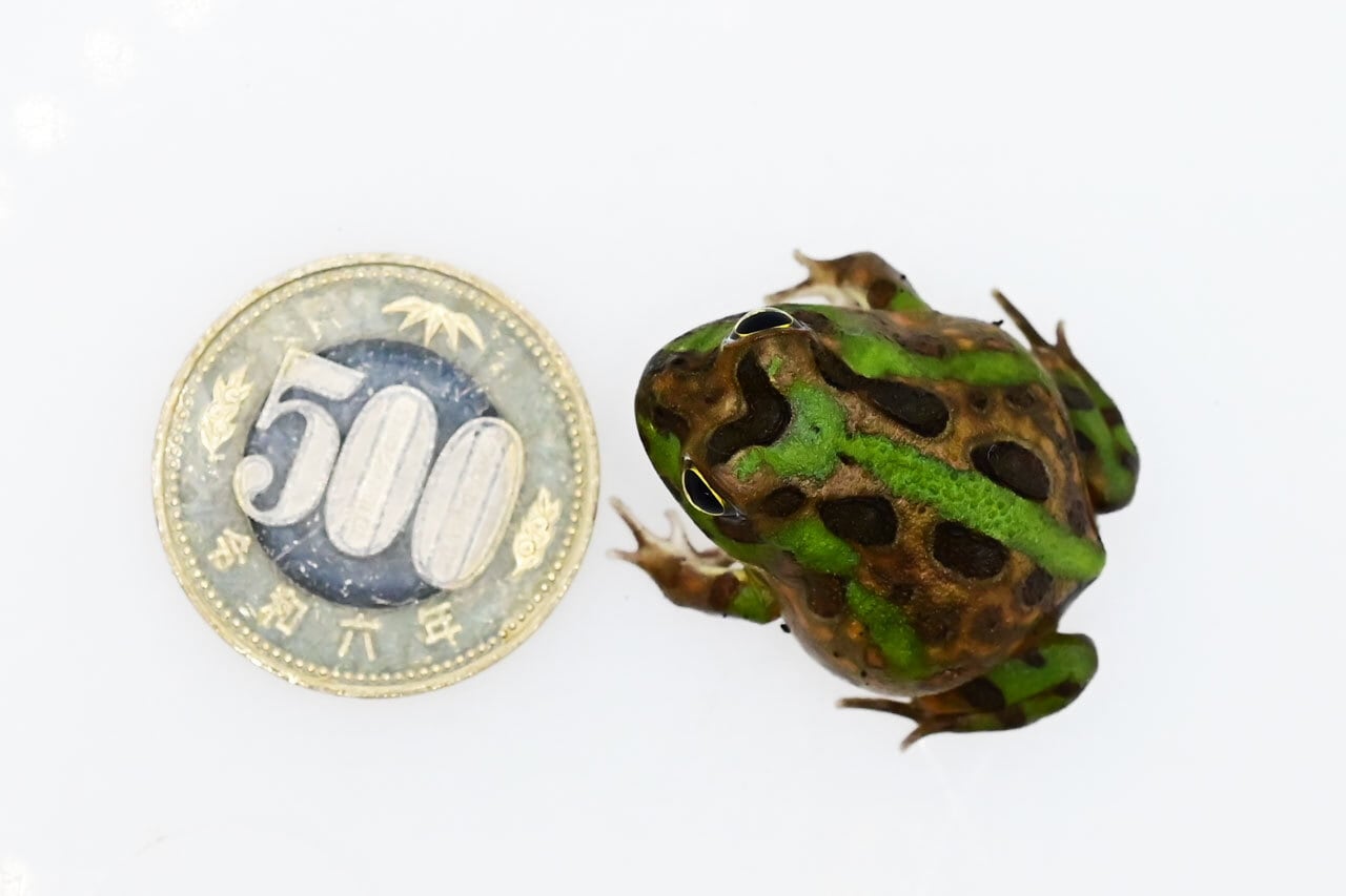 チャコガエル ヤングサイズ（500円玉以上） 1匹 | カエル通販：おたま商会
