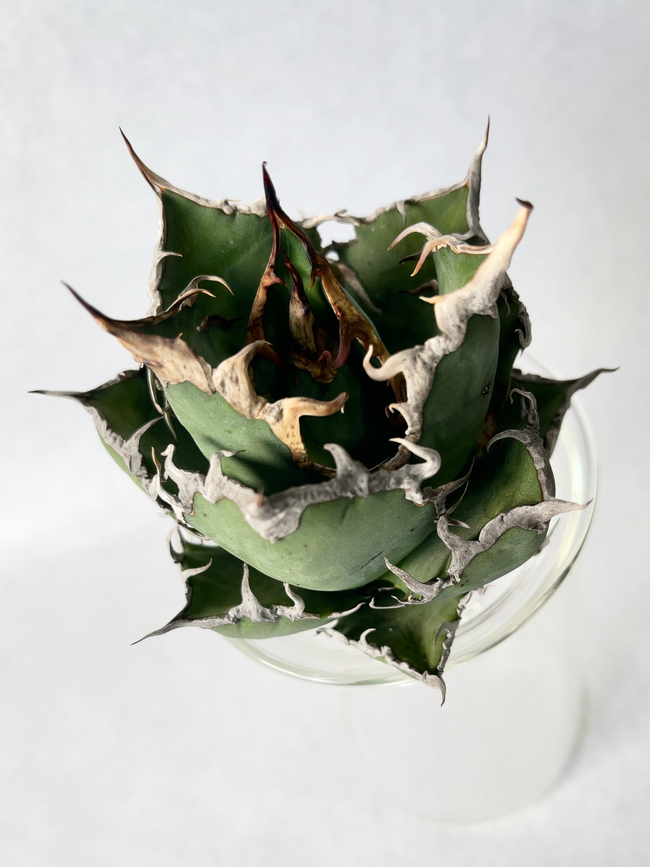 アガベ　シーザー　NO,4 アガベ シーザー NO,4 アガベチタノタシーザー4株