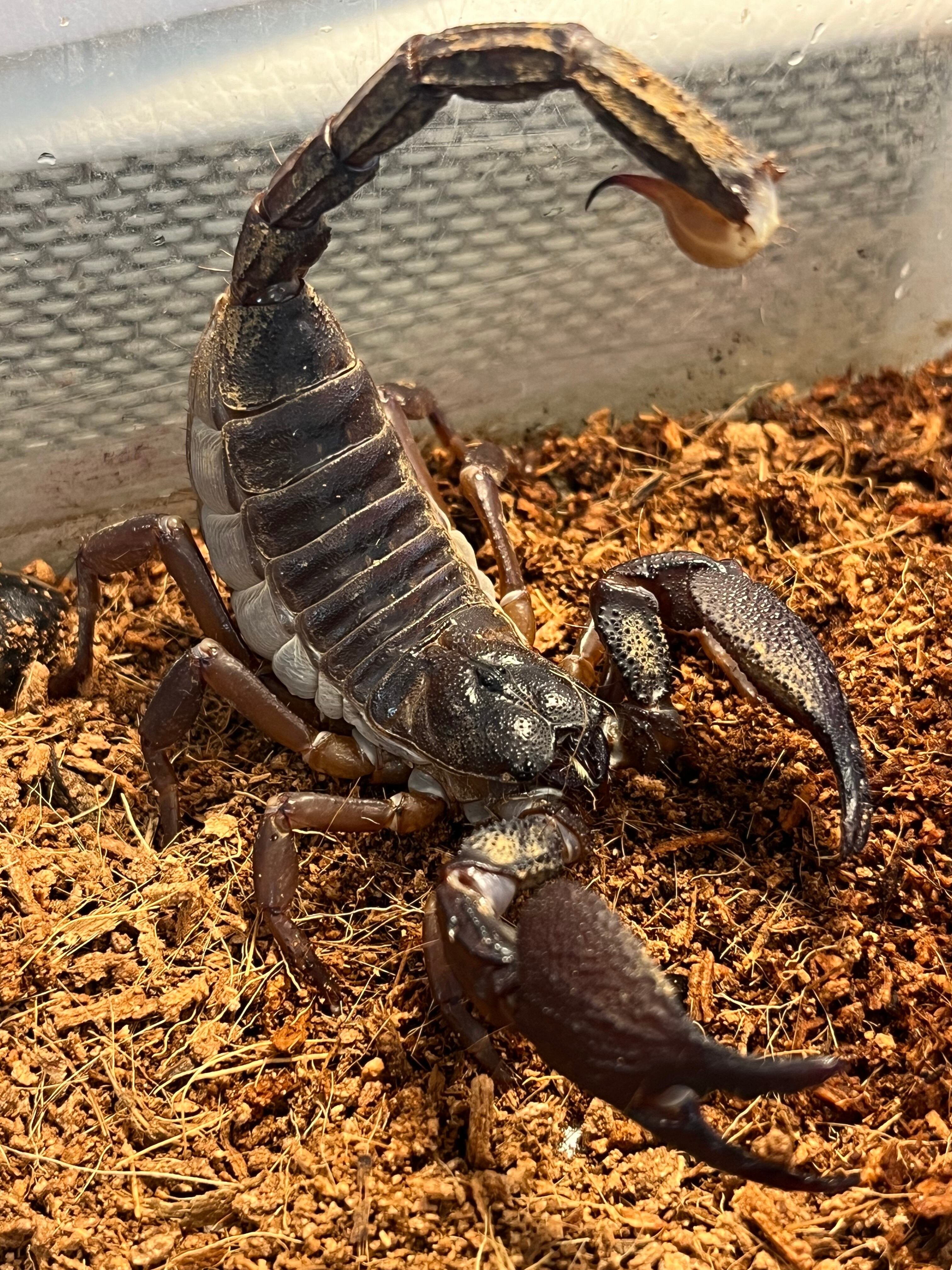 ラスト】スワンメルダムオオハカリサソリ全長2cm程 ムカデセンチピード