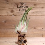【送料無料】セレリアナ L〔エアプランツ〕現品発送T2741