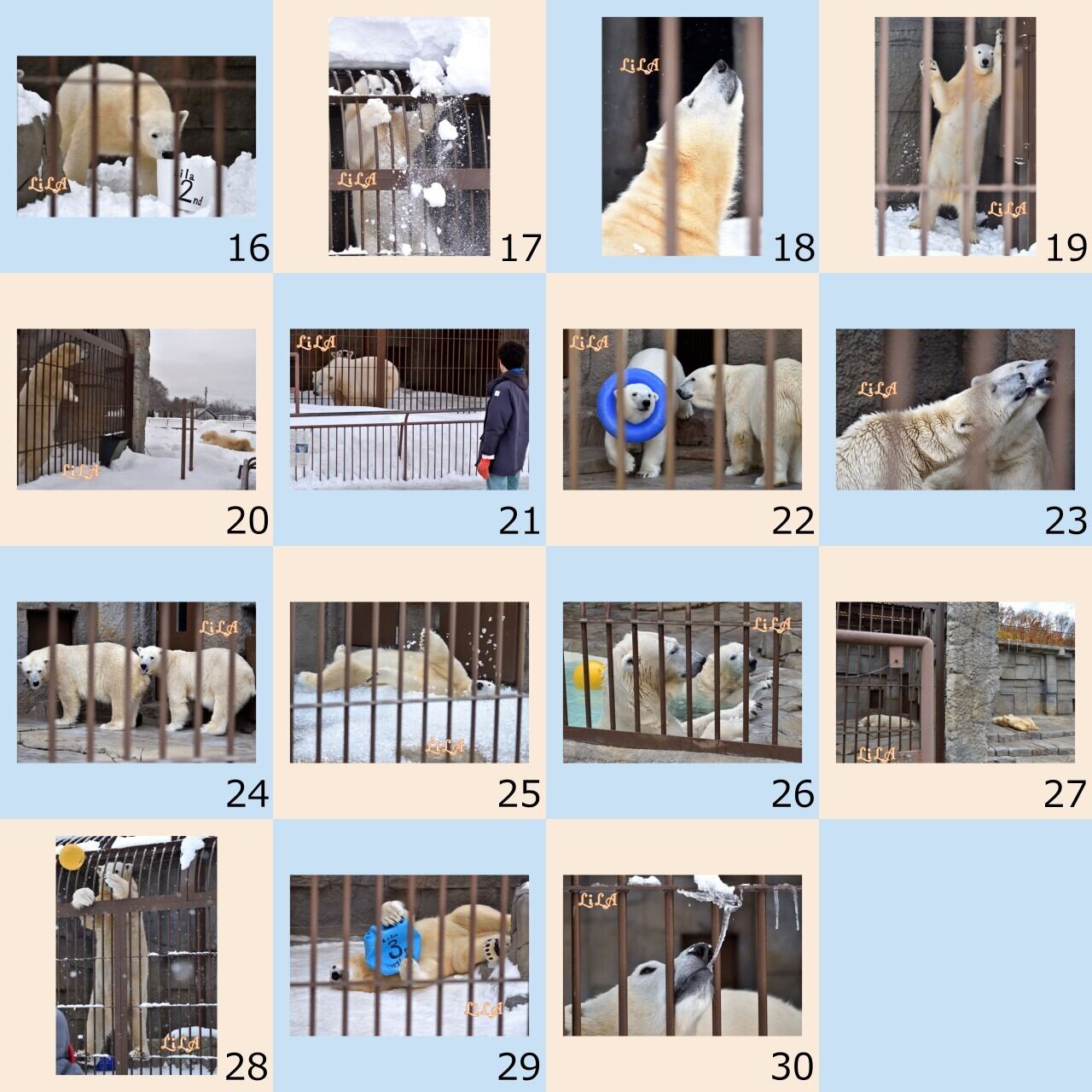 りらまにあ1】ポストカード 全30枚(全部セット) | 動物園写真家-ZOO