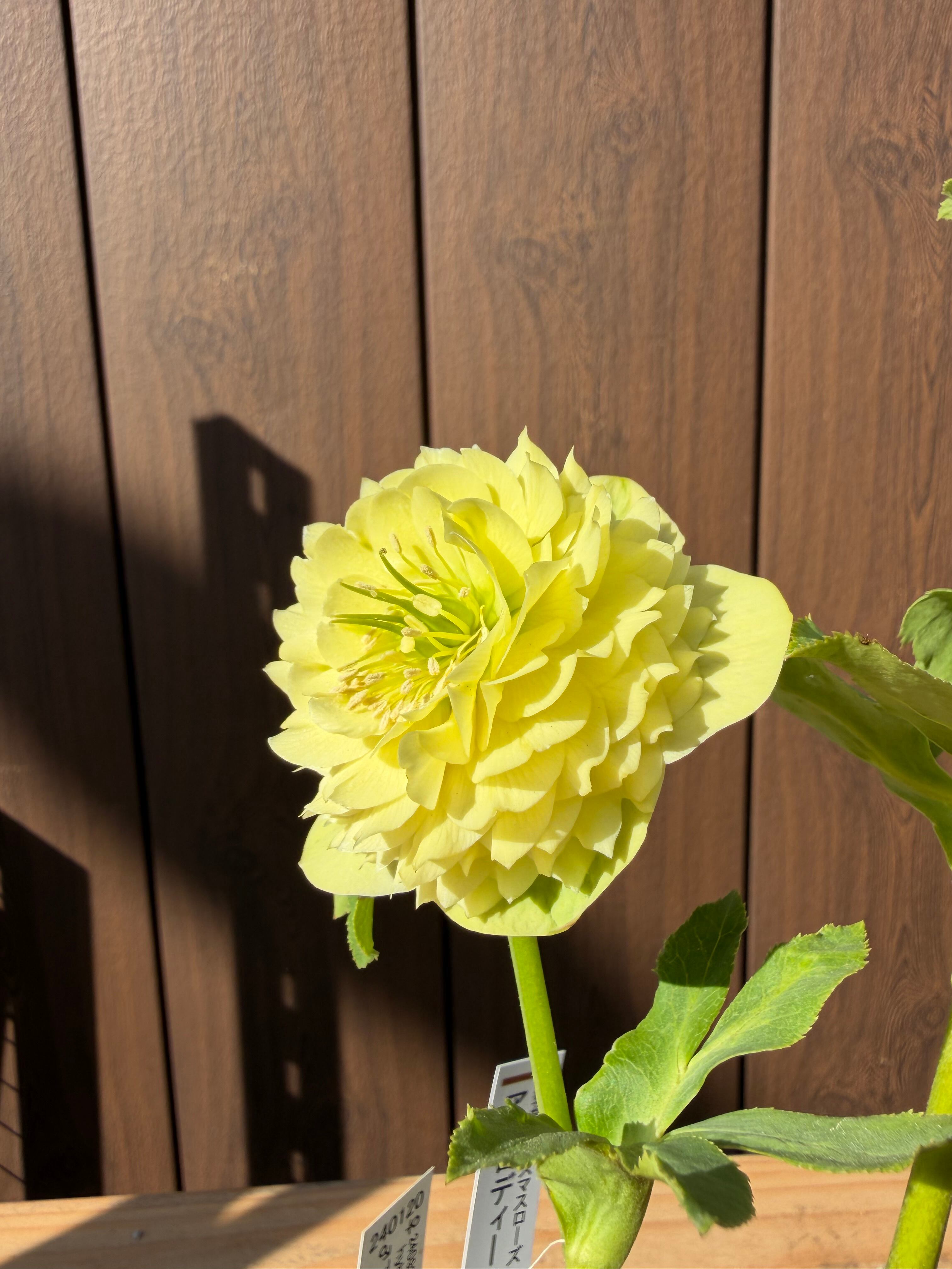 アフロディーテ フル系×超アフロ交配 加藤農園 クリスマスローズ