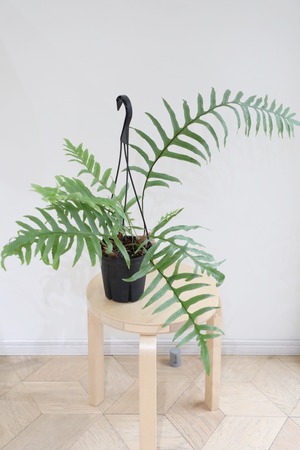 【M】ドリナリア ルーシー/Drynaria roosii