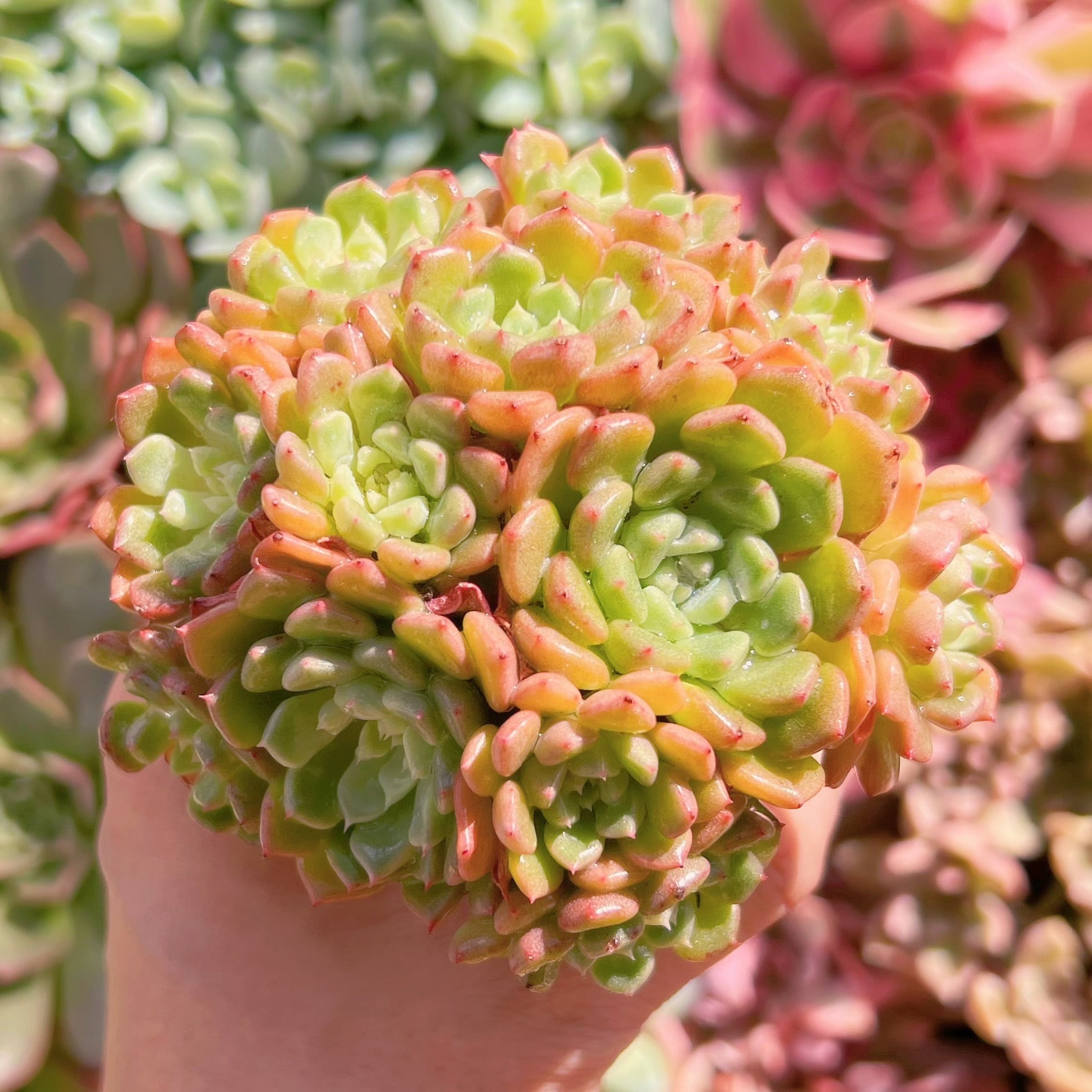 多肉植物　ピンクバブル　群生　新入荷　るる農園