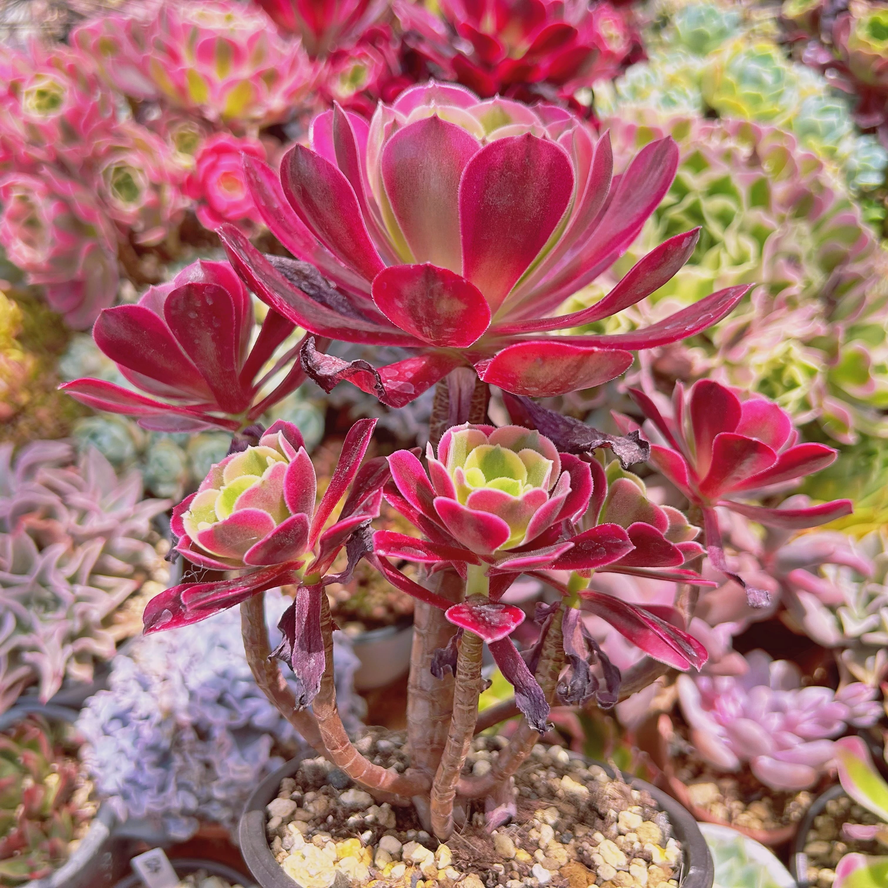 1113現物 多肉植物 メデューサ 特大群生 抜き苗 | るる農園~多肉植物専門