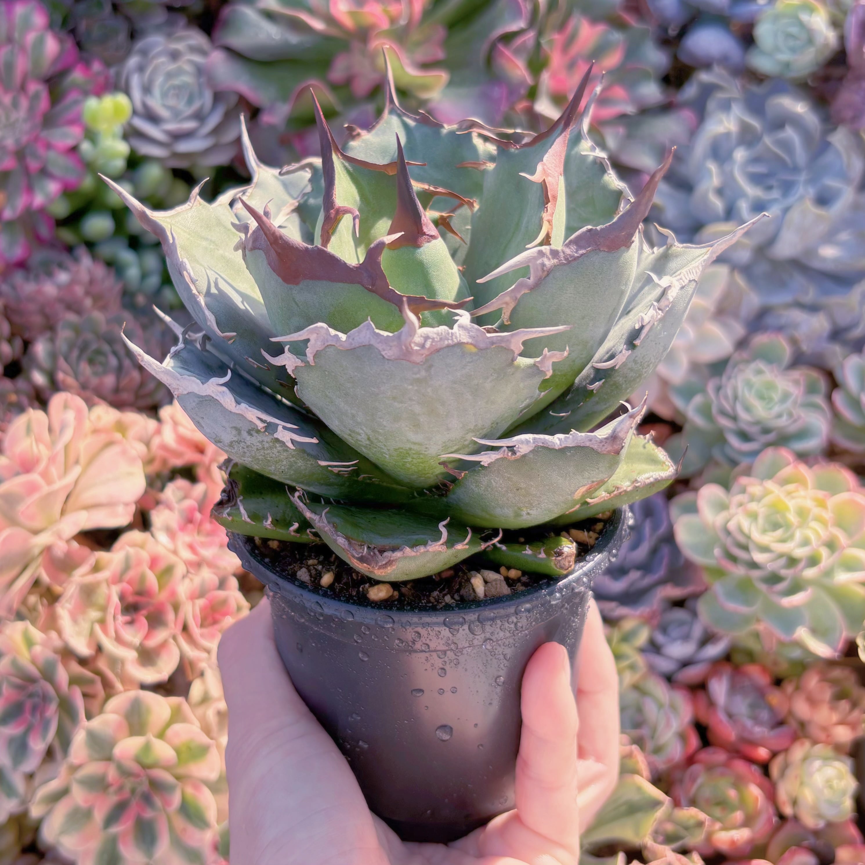 現品　アガベ　阿修羅#A012　新入荷　るる農園