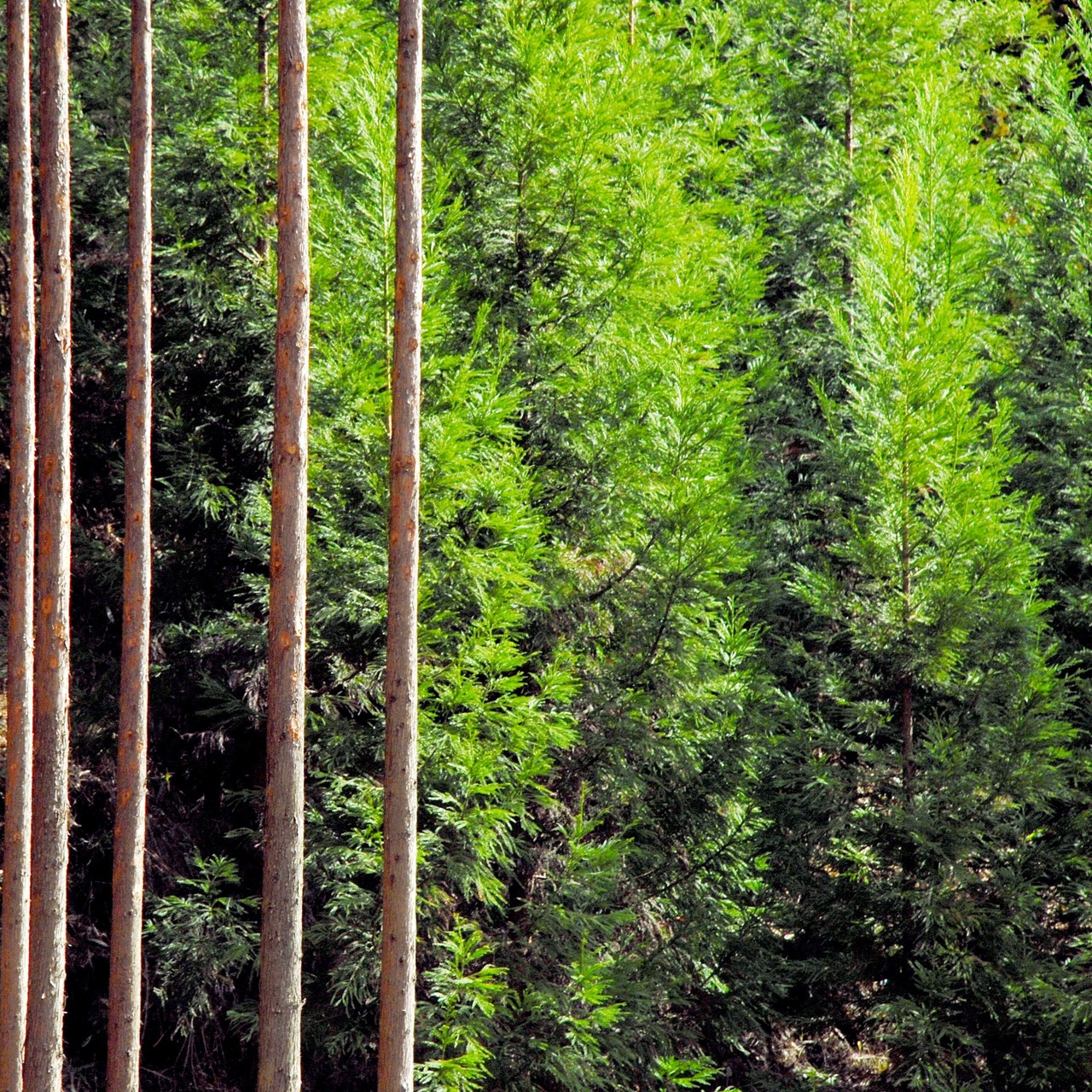京都フレグランス　北山杉・エッセンシャルオイル