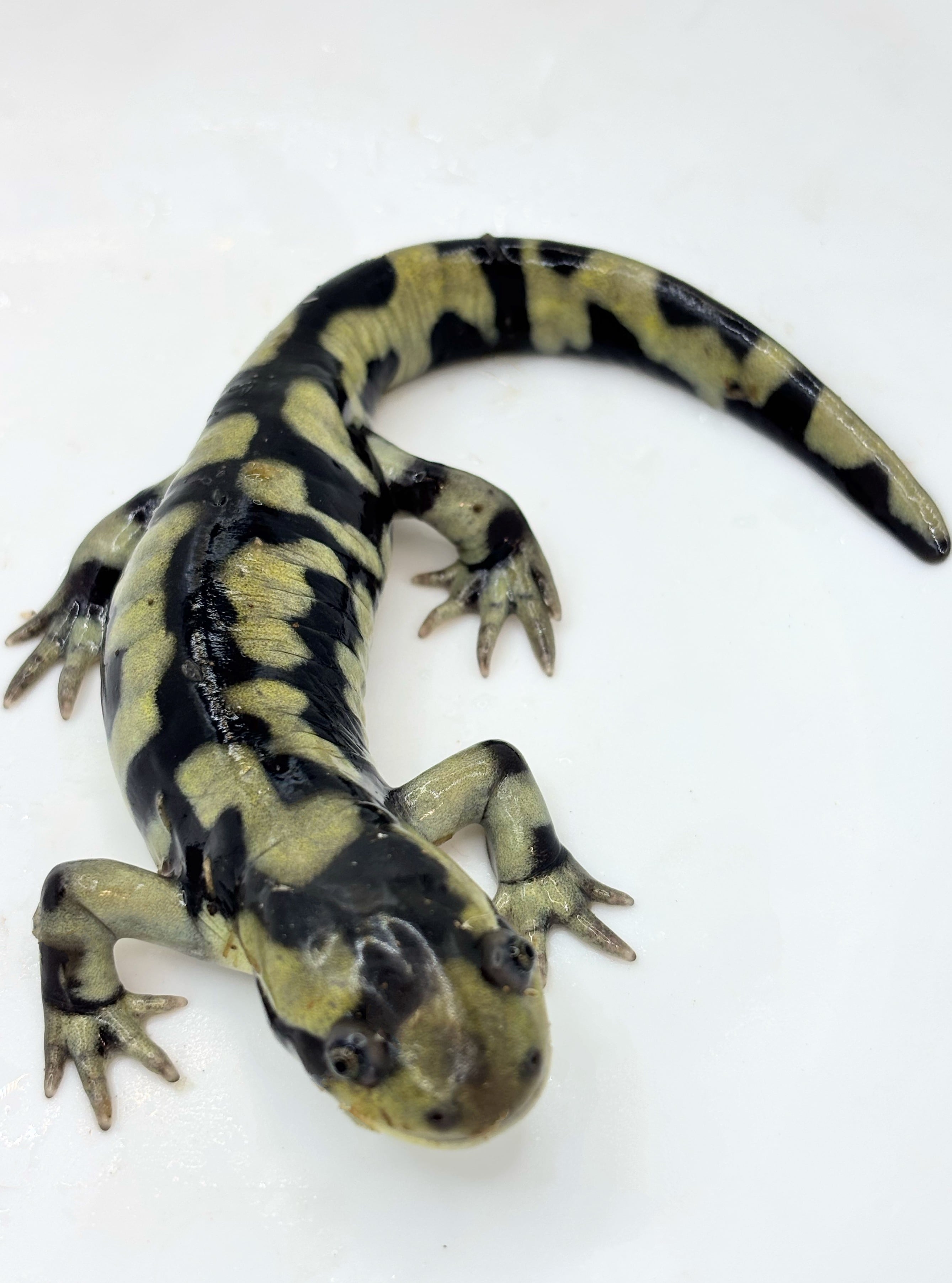 オビタイガーサラマンダー① 1匹 | まるころ商店〜まるくてころころ