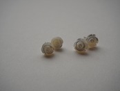 【 WAVE 】shell ROSE pierce (small)