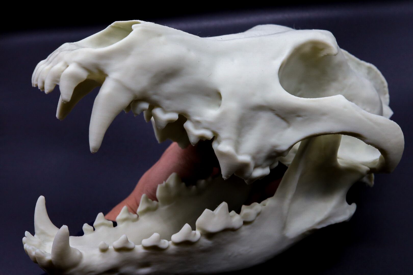 タイリクオオカミ原寸大頭骨模型 | 生き物グッズ屋〈4C-UNIT〉