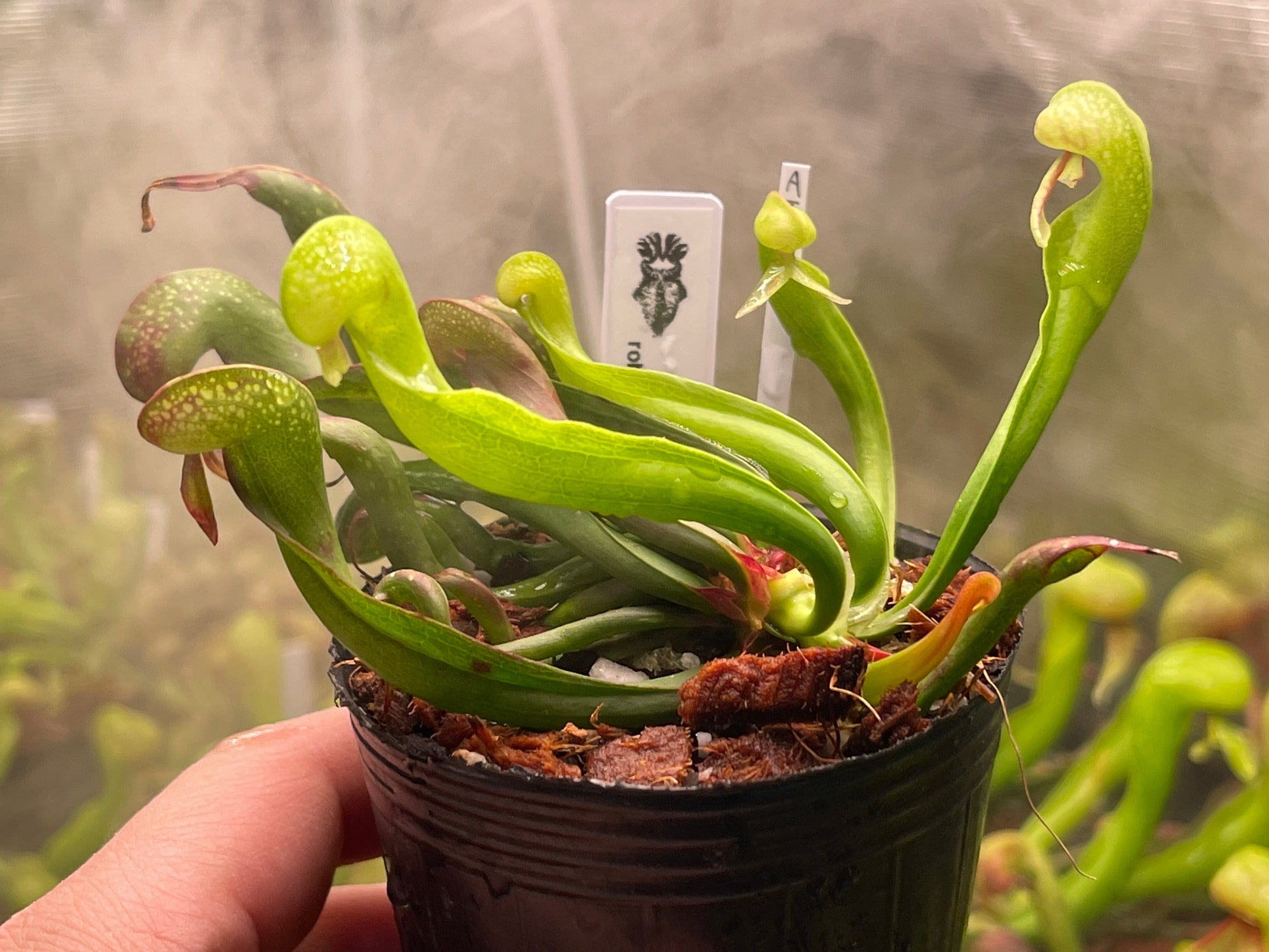 Cephalotus follicularis Ebisu